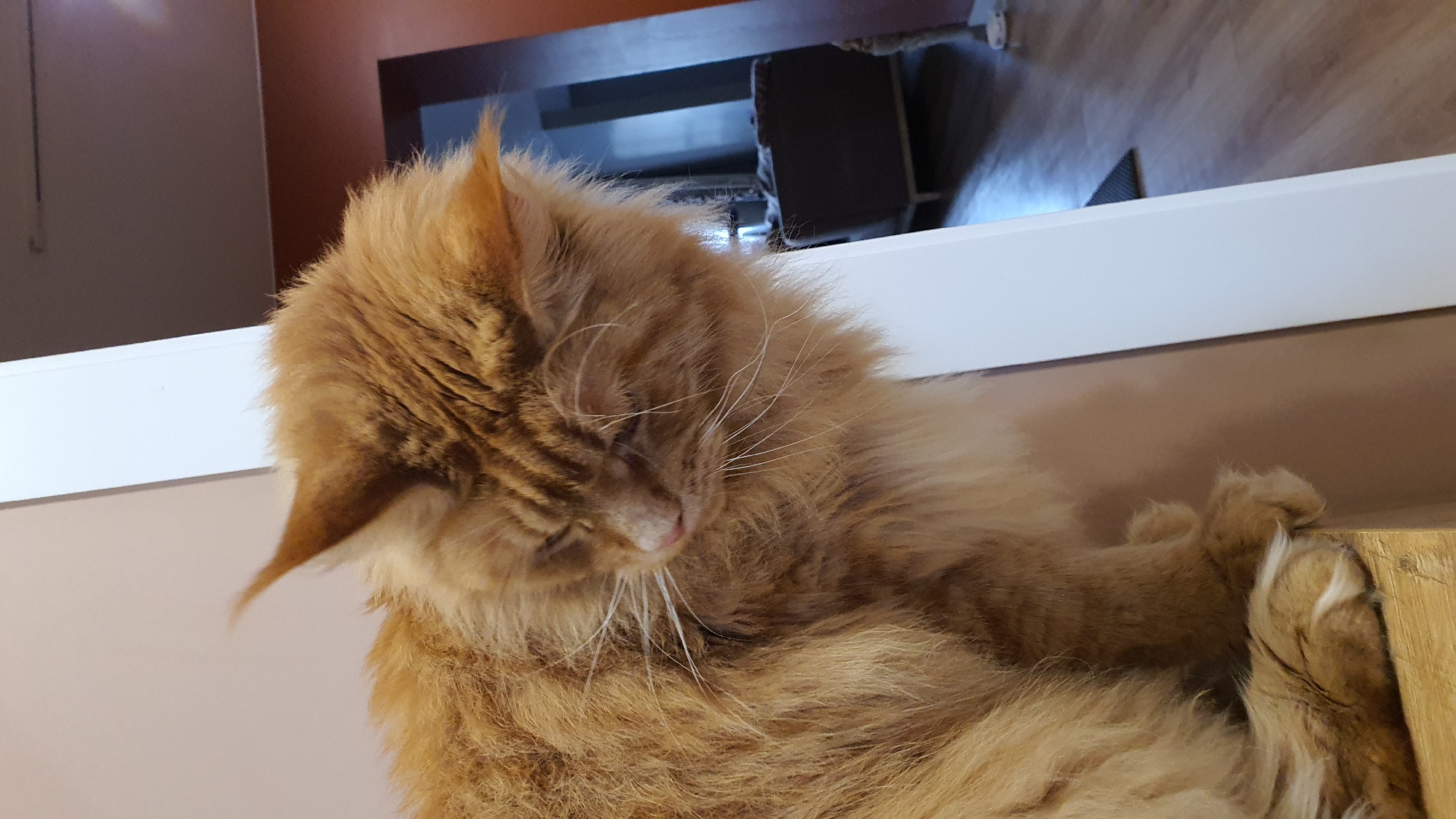 A fluffy orange Maine Coon cat is the primary subject of this media file, captured in a close-up shot. The cat is lying down, with its head tilted downwards, eyes closed or partially closed, giving it a relaxed and sleepy appearance. Its fur is a prominent feature, with variations of orange and brown tabby markings visible, particularly on its head and ears. Long, white whiskers extend from its muzzle. The cat's paws are visible towards the right side of the frame, with one paw resting on what appears to be a wooden surface.
The setting appears to be indoors. The background includes a white shelf or ledge running horizontally across the upper portion of the image. Below this shelf, a wooden floor and furniture are partially visible, suggesting a domestic environment. The lighting is somewhat dim, casting soft shadows. There is no visible text in the image. The time of day is indeterminate. The overall mood conveyed by the image is peaceful and tranquil, highlighting the cat's comfort and repose.
