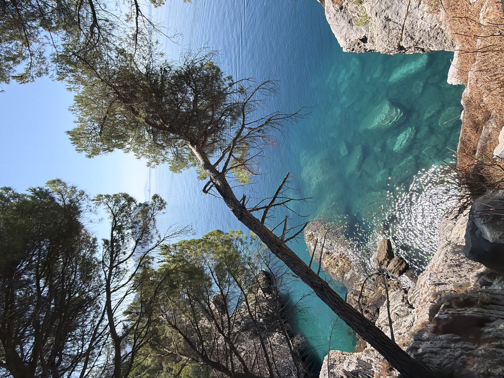 A view from a cliffside overlooking a secluded cove in Mirište, Montenegro, on a clear, sunny day. The foreground features rocky terrain with sparse dry vegetation and the gnarled branches of a pine tree reaching out over the water. The water in the cove is crystal clear and turquoise, revealing submerged rocks and the sandy bottom. The sea stretches out to the horizon, a vibrant blue under a bright sky. In the distance, faint outlines of hills or mountains are visible. Sunlight sparkles on the water's surface. The scene is natural and undisturbed, suggesting a tranquil coastal landscape. There are no people or animals visible in the image.