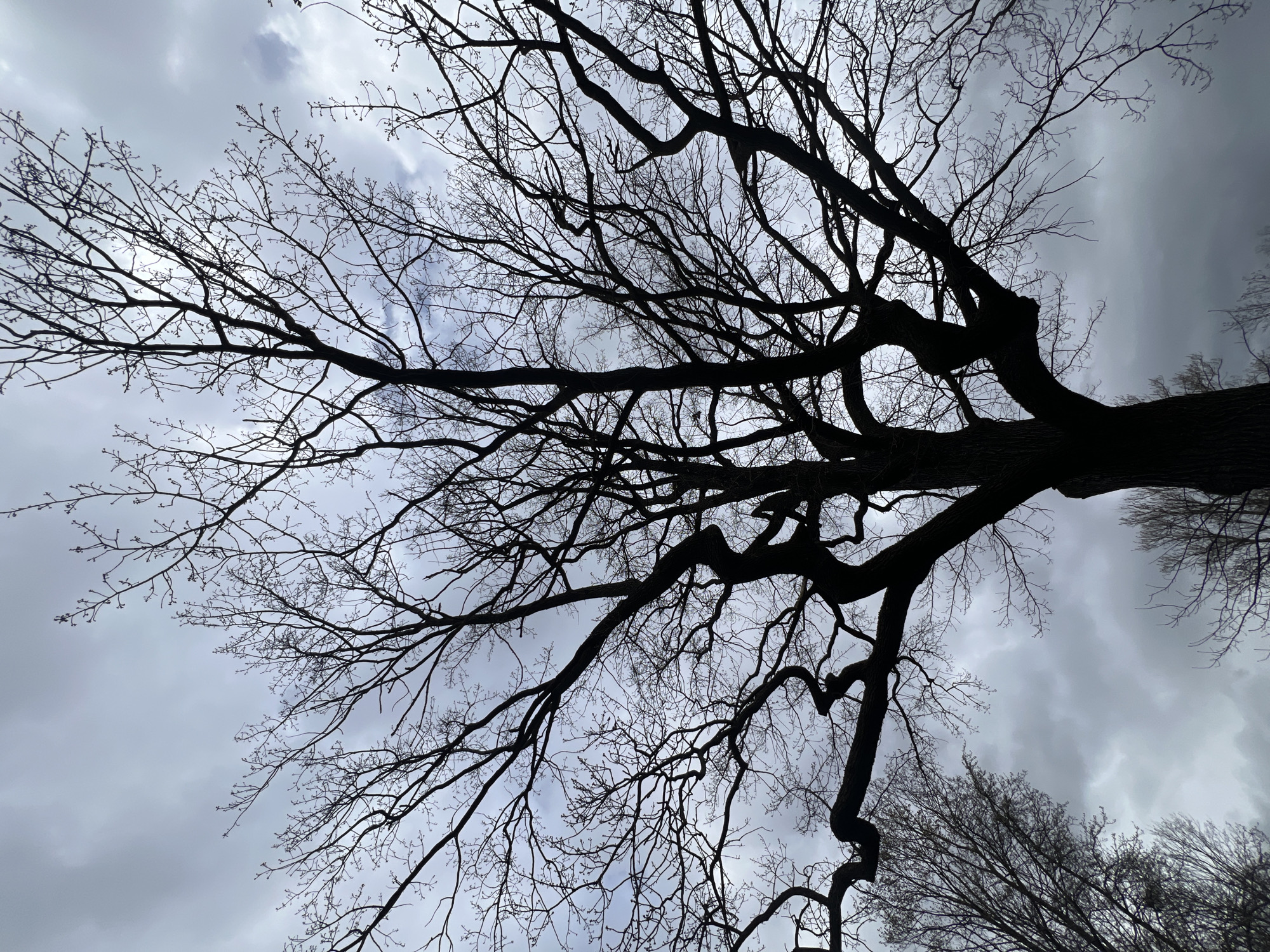 The image, taken in Saint Petersburg, Russia, features a dramatic low-angle perspective looking up into the canopy of a large, deciduous tree with bare branches. The tree's thick trunk and major limbs are silhouetted in a deep, dark tone, anchoring the right side and extending diagonally across the frame. Its intricate network of numerous smaller branches, devoid of leaves, spreads out against the sky, creating a stark, linear pattern. Many of the finer branches exhibit small, emerging buds, suggesting the season is late winter or early spring.
The sky is heavily overcast, filled with various shades of light to medium grey clouds, contributing to a muted and diffused light across the scene. Patches of brighter, whiter sky are visible between some of the cloud formations. In the bottom right corner, the silhouette of another tree or dense undergrowth can be faintly discerned. The overall composition emphasizes the organic complexity of the tree's structure against the expansive, cloudy sky, evoking a sense of solemnity or natural resilience on what appears to be a cool, perhaps gloomy, daytime. There is no visible text or human activity.