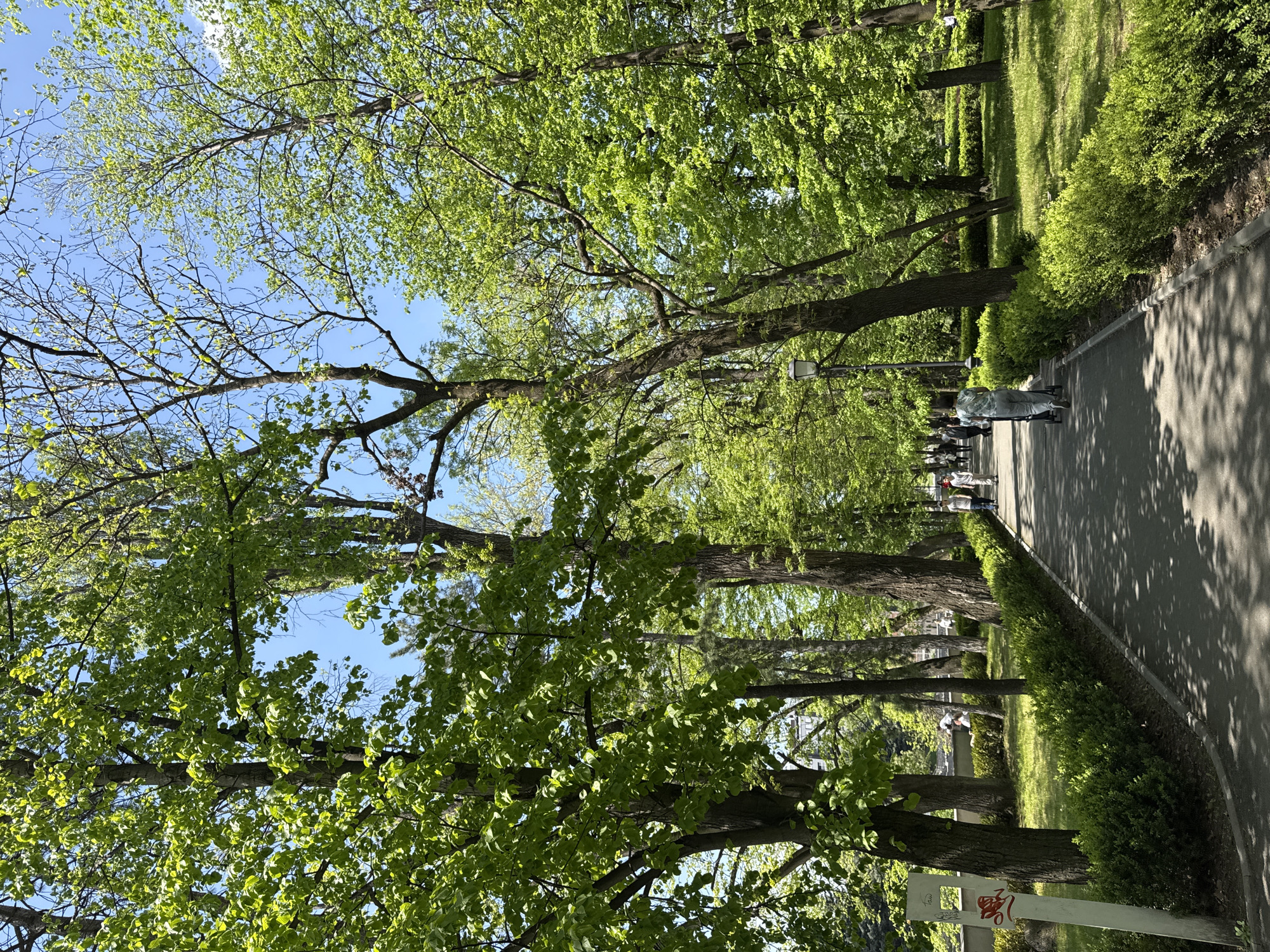 Captured from a low-angle perspective, the image shows a tree-lined pathway in a park. Trees with green leaves dominate the frame, their branches reaching up towards a blue sky with scattered clouds. A pathway stretches into the distance, lined with neatly trimmed hedges and other greenery. People can be seen walking along the path. The location is Vladikavkaz, Russia. A sign with a red emblem is visible in the foreground.