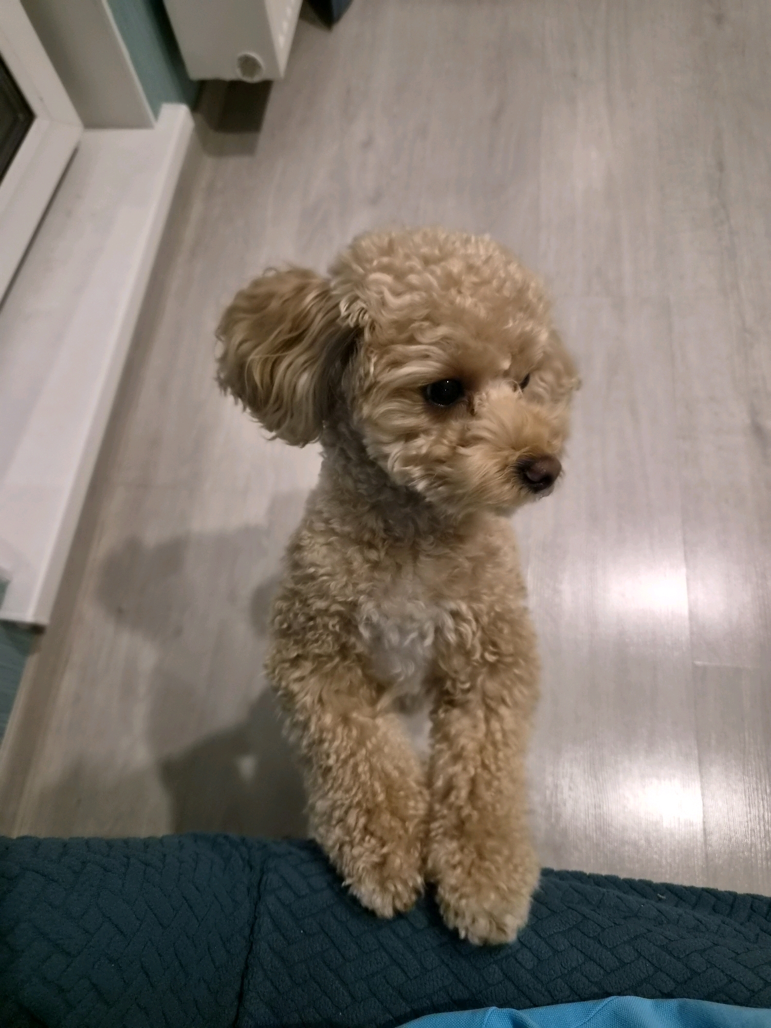 A light brown poodle stands on its hind legs, resting its front paws on a dark teal textured surface. The dog is positioned in the center of the frame, with its head tilted slightly to the right and looking downwards. The dog's fur is curly, and it has dark eyes and a dark nose. The background consists of a light-colored wooden floor and a white wall with a vent. The scene appears to be indoors, likely in a residential setting within Азінскі сельскі Савет, Belarus.