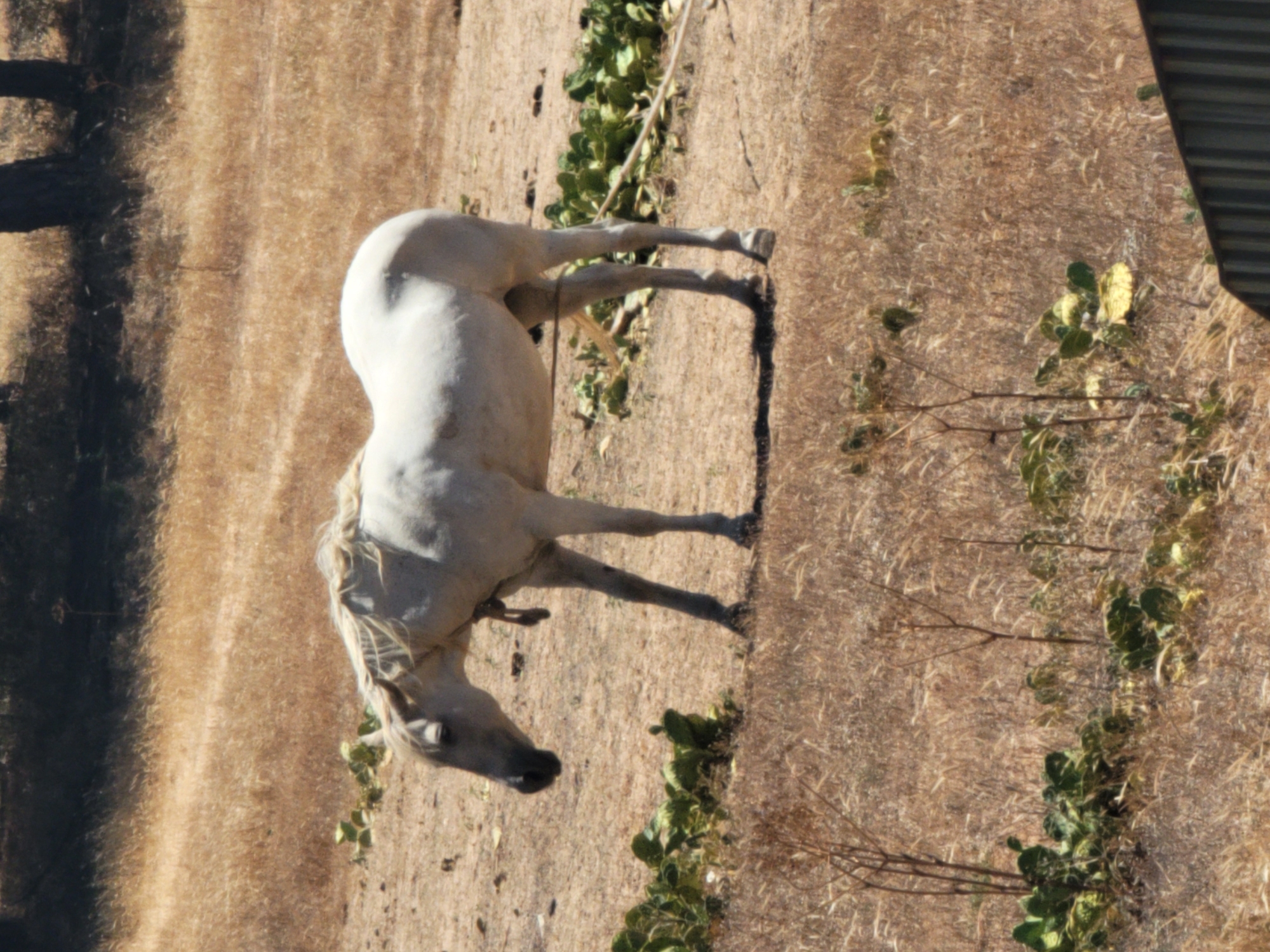 A white horse stands in a dry, grassy field with some prickly pear cacti in the foreground. The horse is facing to the left with its head down, possibly grazing. A rope halter is around its head and neck. The background shows a blurred wooded area. The scene appears to be outdoors in a rural or semi-rural setting.