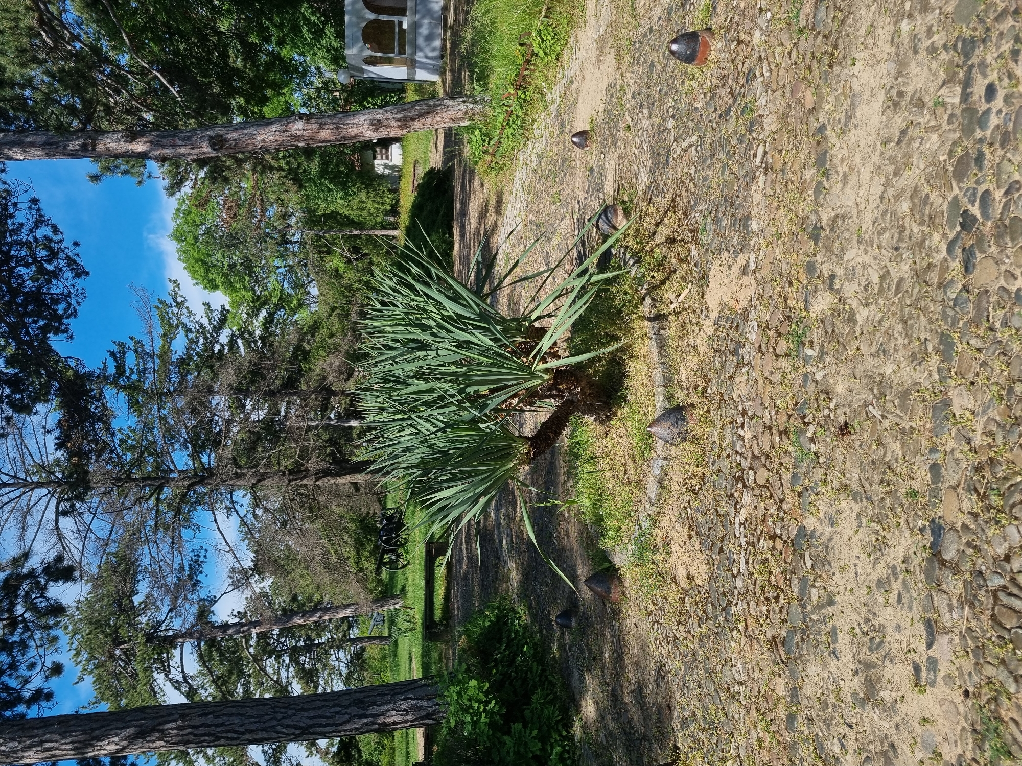 The image depicts a scene in a park-like setting, possibly in Pleven, Bulgaria. The foreground is dominated by a large, spiky evergreen plant, reminiscent of a yucca or similar species. The ground is covered with a mix of packed earth, small pebbles, and scattered dry grass. The path is dotted with iron boundary markers.
Beyond the plant, there is a grassy area with scattered trees. In the middle ground, a section of a black, decorative metal fence is visible, possibly part of a historical monument or park feature. In the background, glimpses of blue sky are visible through the trees, suggesting a sunny day.
The presence of the historical markers, metal fence, and the layout of the trees and path implies a park or garden setting, which could be within Pleven, Bulgaria.