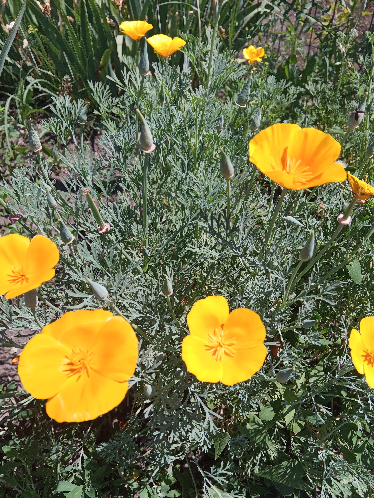 The image depicts a close-up view of California poppy flowers (Eschscholzia californica) in bloom. The flowers are a vibrant orange-yellow color and have delicate, papery petals. They are surrounded by feathery, grey-green foliage and several unopened buds. The scene appears to be a garden or natural setting, with dappled sunlight filtering through the leaves. There is no indication of human presence or any urban features that would suggest a specific location within a city. Therefore, it is not possible to determine if this image was taken in Panino, Russia.