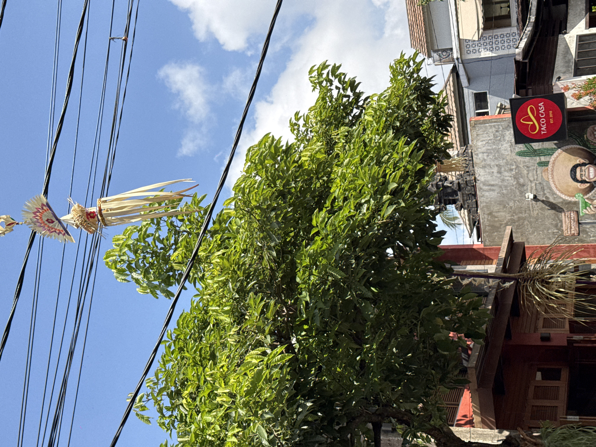 This image captures a street scene in the Ubud District of Indonesia, focusing on a vibrant tree in the foreground. Overhead, a series of black electrical wires crisscross the bright blue sky, adorned with a decorative Balinese-style ornament with flowing beige ribbons. The tree, with its lush green foliage, partially obscures the buildings behind it. These buildings appear to be commercial establishments, featuring a red facade with wooden shutters on the left, and a gray concrete wall with a mural of a sombrero-wearing figure holding a drink on the right. A red circular sign with a yellow sombrero and the text "TACO CASA EST. 2010" is prominently displayed on the gray wall. The scene suggests a typical day in a bustling urban environment, with hints of local culture and commerce.