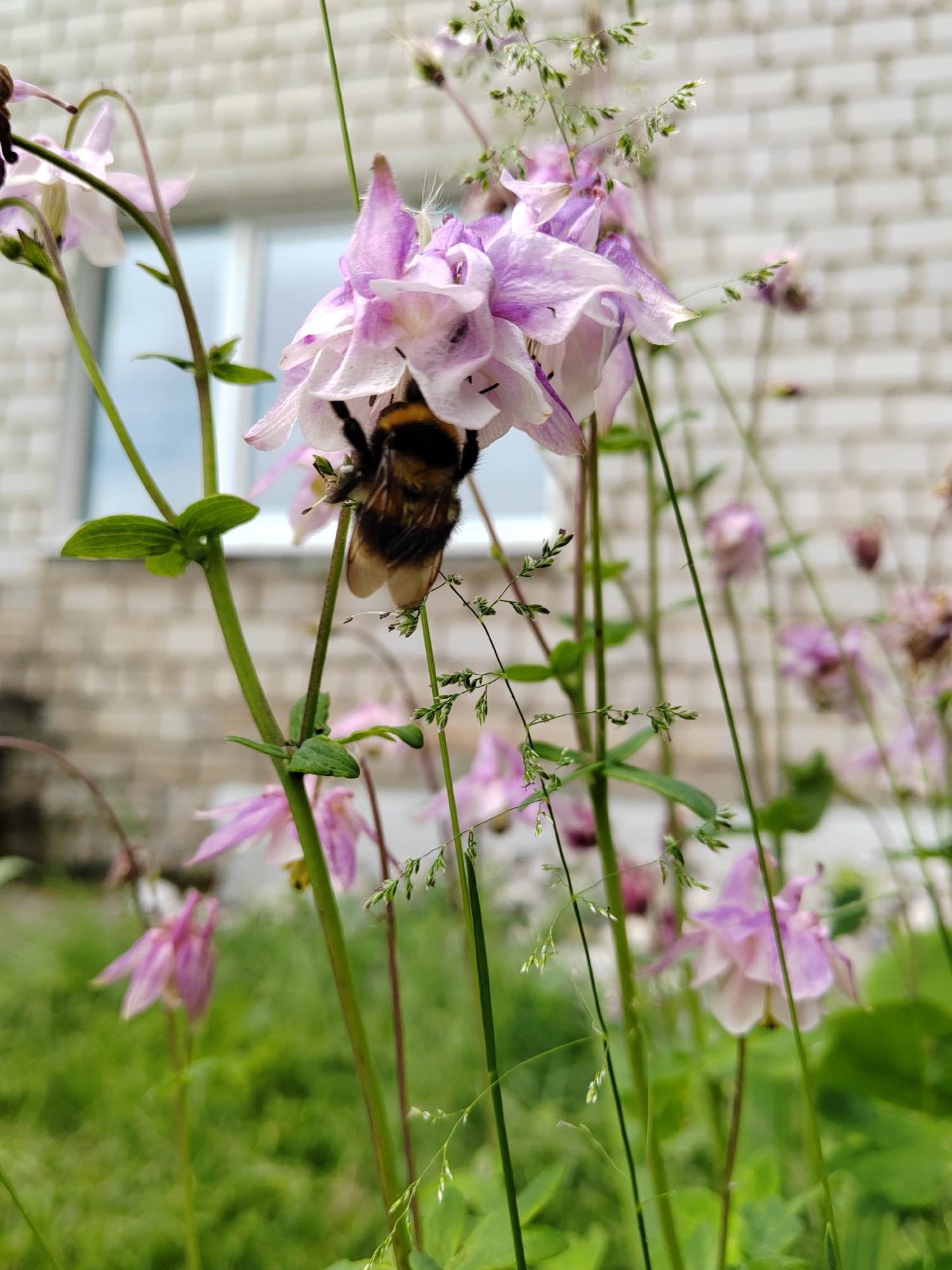 A close-up, low-angle photograph depicts a bumblebee actively foraging inside a light purple and white flower. The bee, with its distinct fuzzy black and yellow-brown segmented body, is partially obscured as it is positioned head-first into the intricate petals of the bloom, appearing to collect nectar or pollen. The primary flower is in sharp focus, showcasing its delicate structure.
Numerous other similar light purple and white flowers are scattered throughout the image, some in soft focus in the foreground and others further back, suggesting a vibrant cluster of blooms. Green stems and leaves of the flowering plants provide a lush, natural backdrop for the central activity. Additionally, slender green stalks adorned with small, wispy seed heads, likely from grass or other wild growth, are interspersed among the flowers.
In the blurred background, a light-colored brick wall of a building is visible, featuring a rectangular window that reflects a faint blue hue. The brick pattern is discernible, providing a contextual clue of an outdoor garden or natural space adjacent to a structure. The scene is illuminated by natural light, indicating daytime. No text is visible in the image.