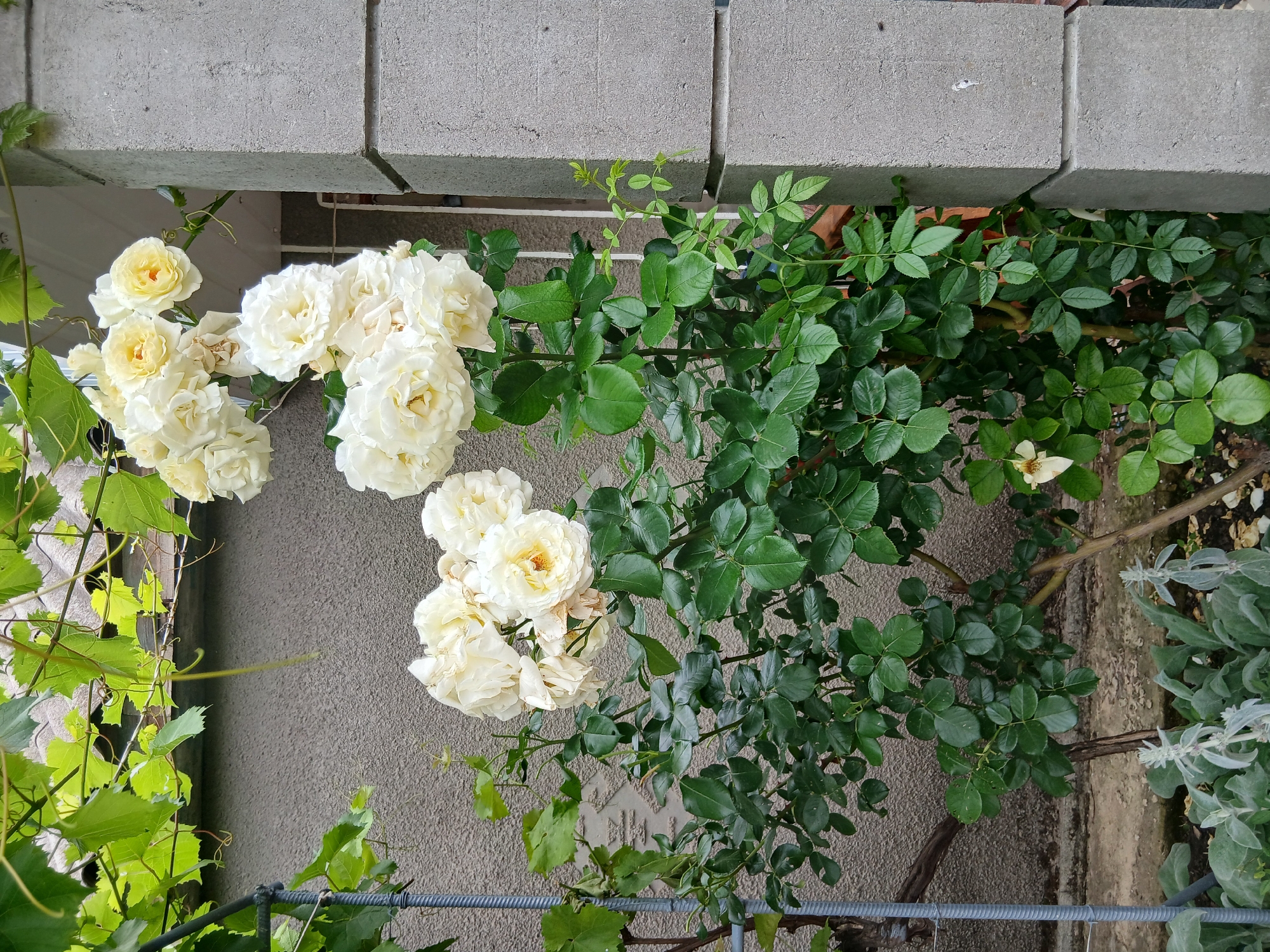 In Kairy, Ukraine, a cluster of pale yellow roses is in full bloom, cascading from a vine entwined with green leaves. The roses are a focal point against a textured grey wall. To the right, a modern concrete pillar stands, its large blocks forming a stark architectural element. The ground below is a mixture of soil and scattered debris, with a few smaller, muted plants visible at the base of the rose bush. The scene suggests an outdoor setting, possibly a garden or a residential exterior, with elements of both natural beauty and utilitarian construction.