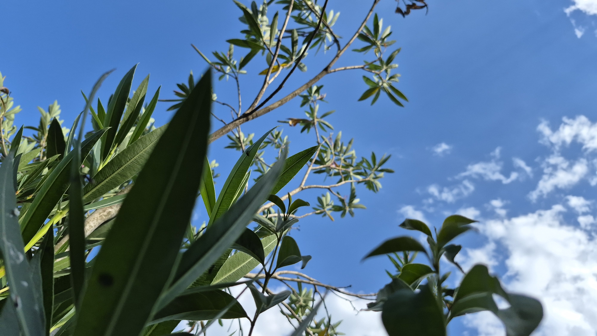 An outdoor, low-angle shot looking up at the sky through the branches and leaves of a plant. The sky is a clear, bright blue with scattered white clouds. The leaves are a deep green and appear to be from a tree or shrub, possibly oleander. Some of the leaves are in sharp focus, while others are blurred, creating a sense of depth. The branches are thin and brown, crisscrossing against the sky. The scene appears to be in a natural setting, possibly a park or garden, given the presence of vegetation and open sky. The lighting suggests it is daytime, with the sun likely high in the sky. No people or animals are visible in the image.