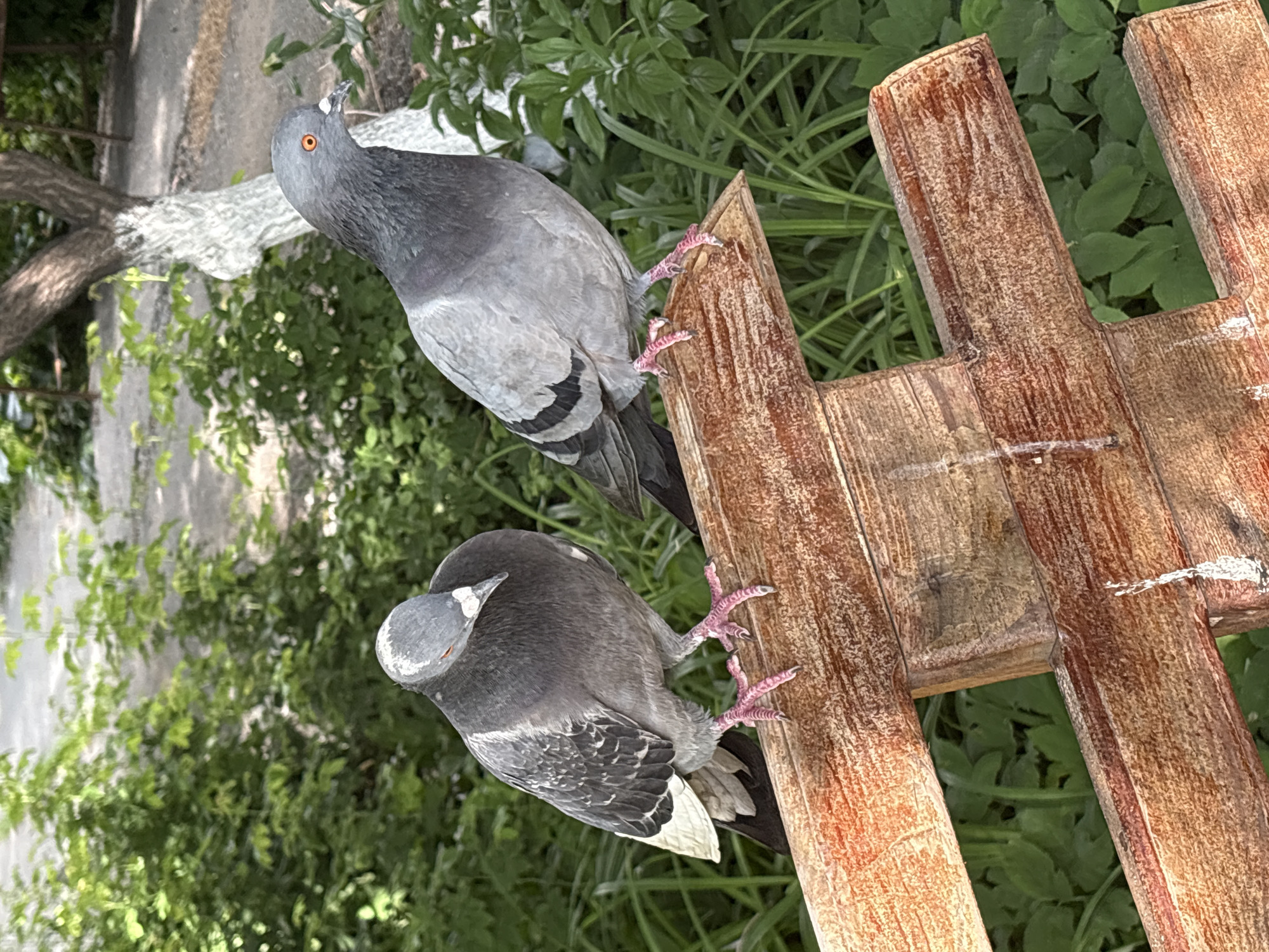 Two pigeons are perched on a wooden structure outdoors. The pigeon in the foreground is darker gray with white and black markings on its wings and tail. It is looking down and to the left, with its head tilted slightly. The pigeon in the background is lighter gray with a distinct orange eye. It is looking to the left and slightly upwards. Both pigeons have pink feet and claws. The wooden structure appears to be part of a fence or a garden ornament, made of weathered, reddish-brown planks. Behind the pigeons and the wooden structure, lush green foliage is visible, suggesting an outdoor, natural setting. The lighting indicates it is daytime, likely sunny given the highlights on the wood and the pigeons' feathers. There is no visible text in the image. The scene appears calm and natural, with the pigeons seemingly at rest or observing their surroundings. The location context is Orsk, Russia.