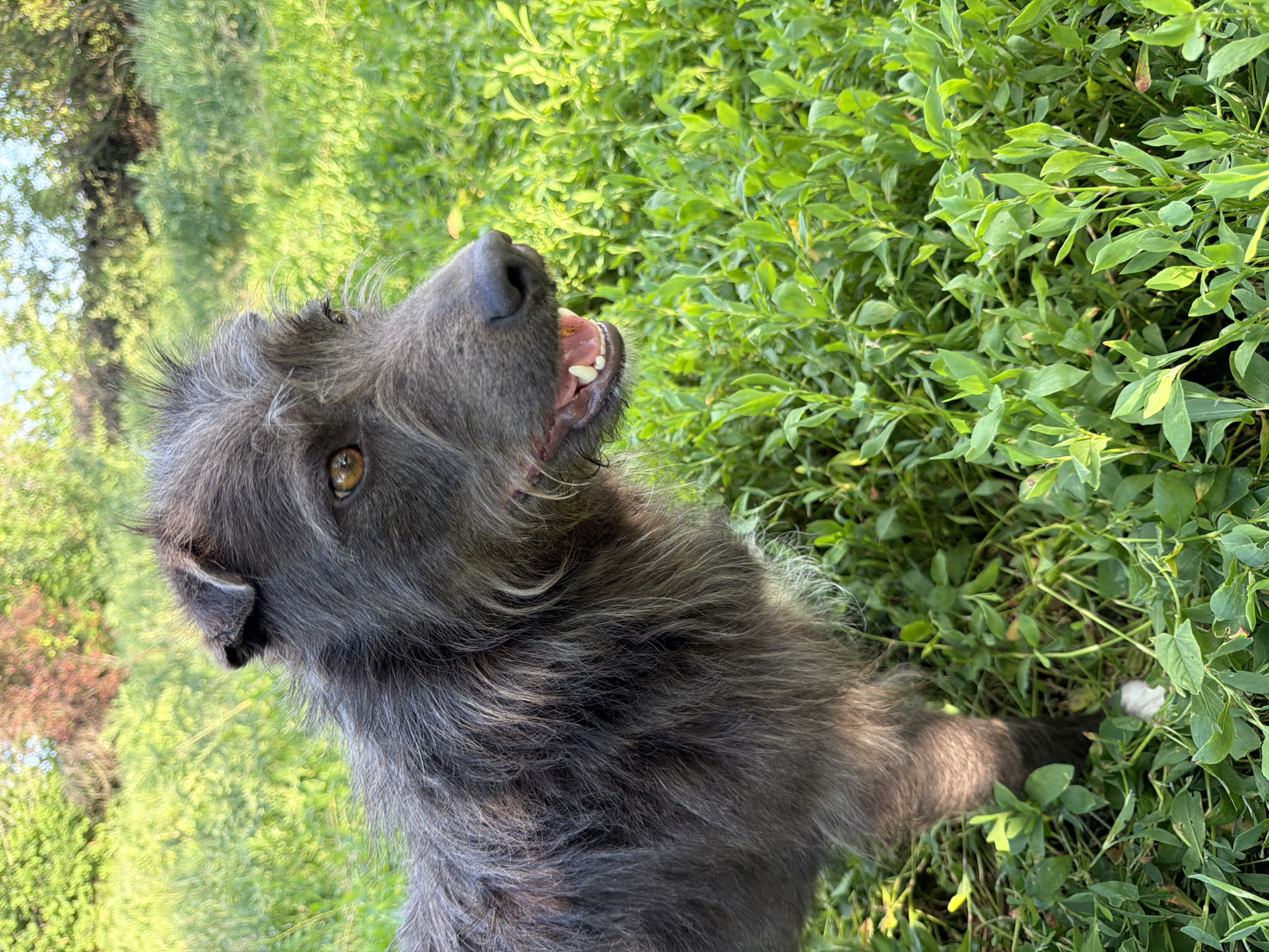In the city of Leningradskaya, Russia, a dark grey, scruffy-haired dog with amber eyes stands in a dense field of vibrant green foliage under natural daylight. The dog is positioned slightly off-center to the left, facing towards the right side of the frame with its mouth partially open, revealing white teeth and a pink tongue. Its wiry fur has lighter grey strands, particularly around the muzzle and chest. One ear is partially erect and folded. The background consists of blurred green and distant reddish-brown trees and foliage, indicating an outdoor, natural environment. A segment of the dog's front left leg, showing a small white patch near the paw, is visible amidst the ground cover.