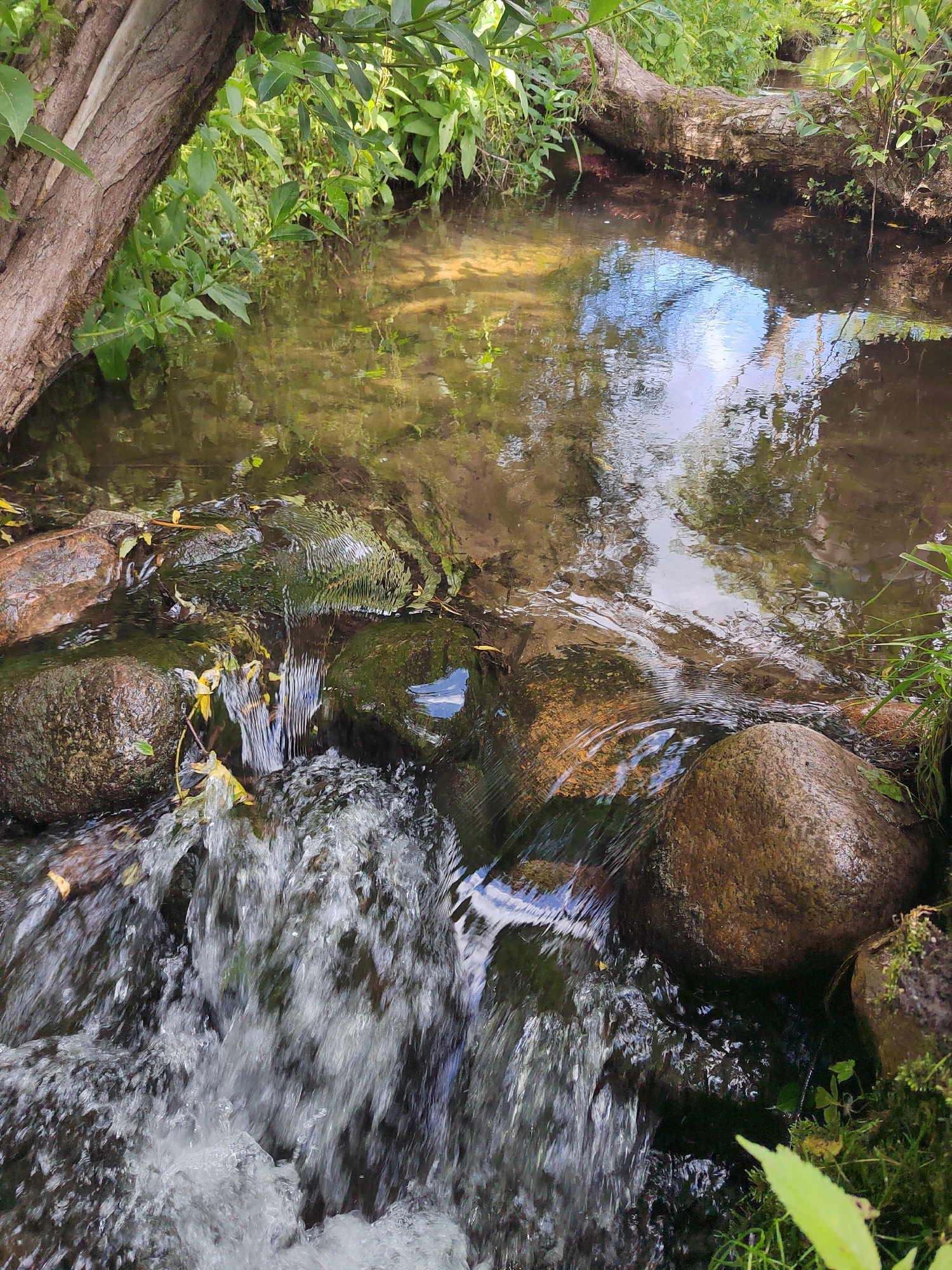 A narrow, shallow stream flows over rounded, moss-covered rocks. The water is clear in some areas, revealing the sandy bottom, while in others it is murky and reflects the sky and surrounding greenery. A fallen tree trunk lies across the stream in the background, partially submerged. Lush green foliage lines the banks of the stream, with sunlight filtering through the leaves. The scene depicts a natural, tranquil environment. The location is the Крэўскі сельскі Савет, Belarus. There are no people or animals visible in the image.