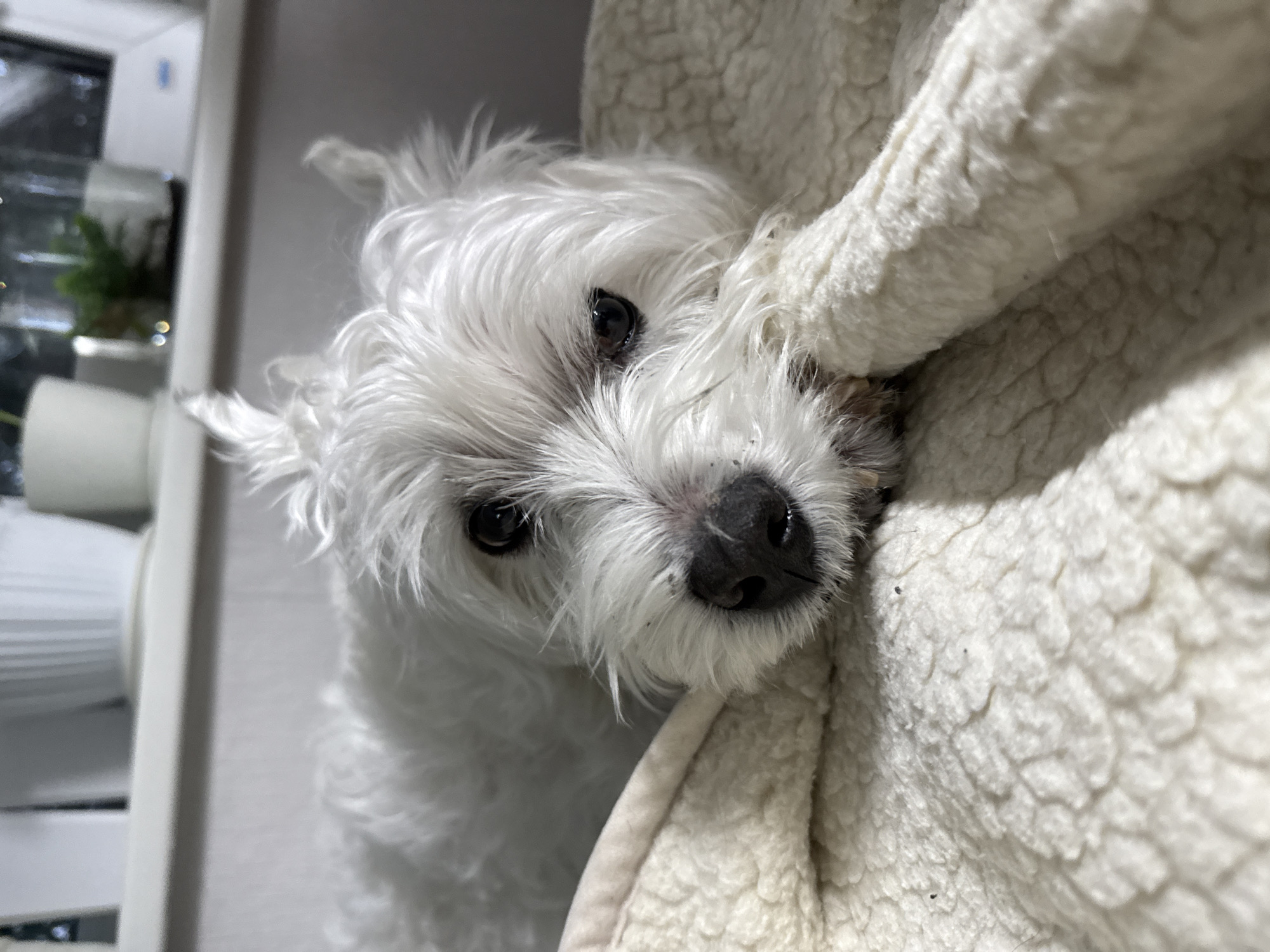 A close-up, slightly angled portrait captures a small white dog with shaggy fur, likely a West Highland White Terrier, resting indoors. The dog's head is tilted, and its large, dark eyes gaze directly at the viewer, conveying a calm and gentle expression. Its black nose and muzzle show a few tiny dark specks. The dog is nestled on or next to a plush, white, textured blanket or pet bed, which occupies the right side of the frame. The background is softly blurred, revealing elements of an indoor setting: a window on the far left, a small green plant, and white vertical structures, possibly furniture or window frames. The lighting indicates an indoor scene, not necessarily bright daylight. There is no visible text in the image. The overall scene suggests a quiet, comfortable moment for the pet.