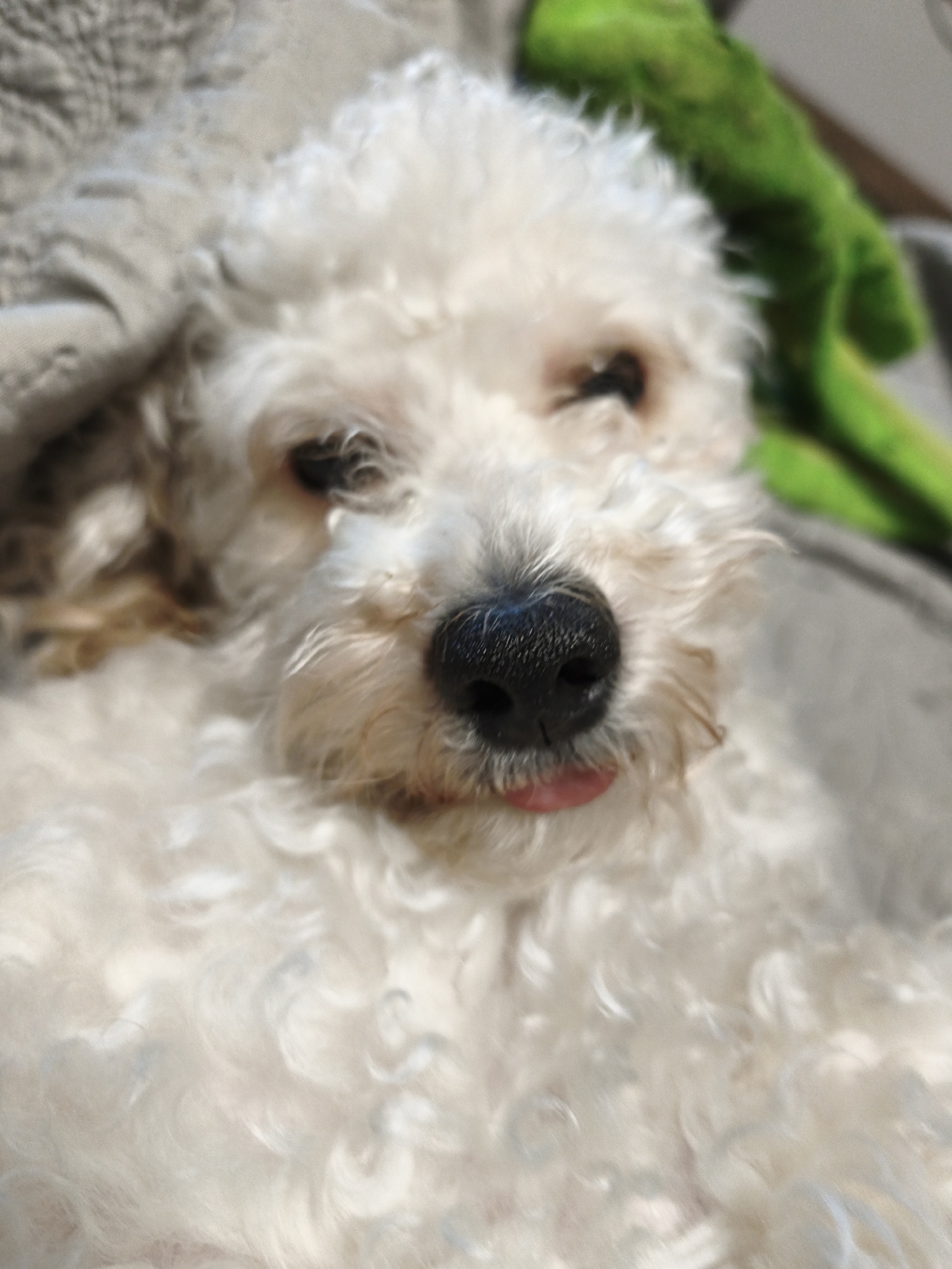 A close-up portrait shot captures a small, fluffy white dog, likely a poodle or bichon frise, in a relaxed state. The dog is lying down, with its head slightly tilted, and its eyes appear partially closed or squinting, conveying a sense of drowsiness or contentment. A small, pink tongue is subtly peeking out from its mouth, adding to its endearing expression. The dog has a distinct black nose and curly white fur that is brightly illuminated, possibly by natural sunlight, creating soft highlights.
The background is softly blurred, focusing attention on the dog. To the upper left, a textured grey fabric is visible, while a vibrant green, soft object, possibly a toy or blanket, can be seen in the upper right. The overall scene suggests a peaceful moment, likely indoors, with the dog resting comfortably on a soft surface. No text is visible in the image.