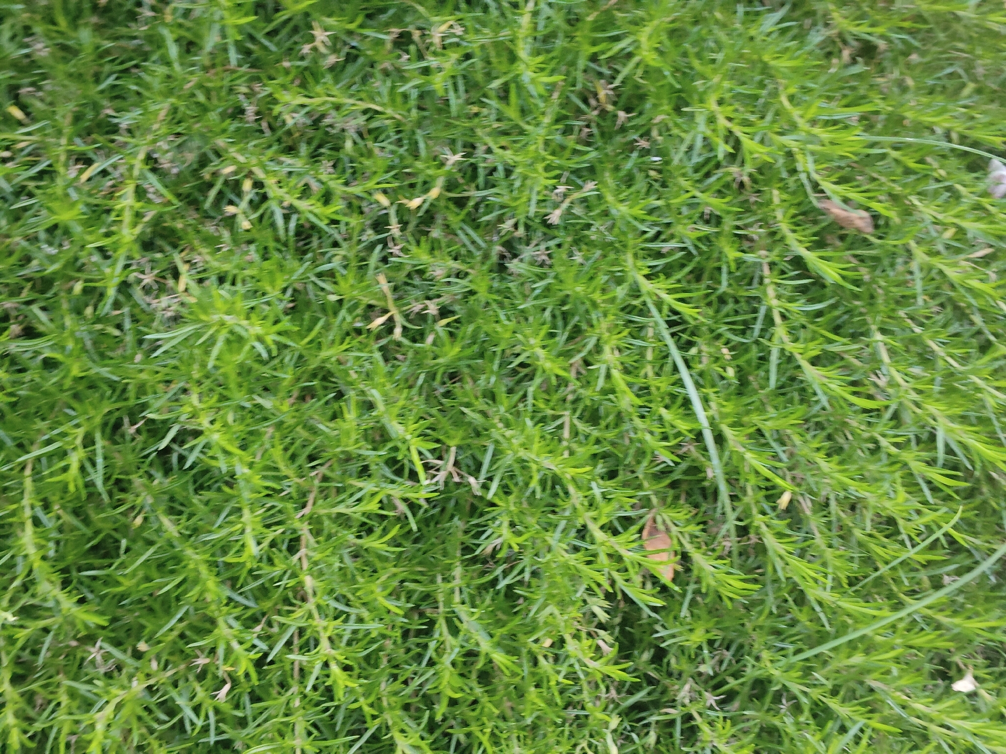 The image shows a close-up view of dense, green, needle-like foliage. The plants are growing low to the ground, creating a thick carpet of greenery. The stems are thin and elongated, with small, pointed leaves densely packed along their length. There are also a few small, dried leaves or plant debris scattered amongst the green growth, some of which appear brown or tan. The lighting suggests it is daytime, with the green color of the plants indicating they are healthy and in a well-lit environment. There are no people, animals, or man-made objects visible in the frame. The focus is entirely on the texture and color of the vegetation, which appears to be a ground cover or a low-growing shrub. The setting is likely outdoors, given the natural appearance of the plants. The image is taken from a top-down perspective, emphasizing the dense growth pattern.