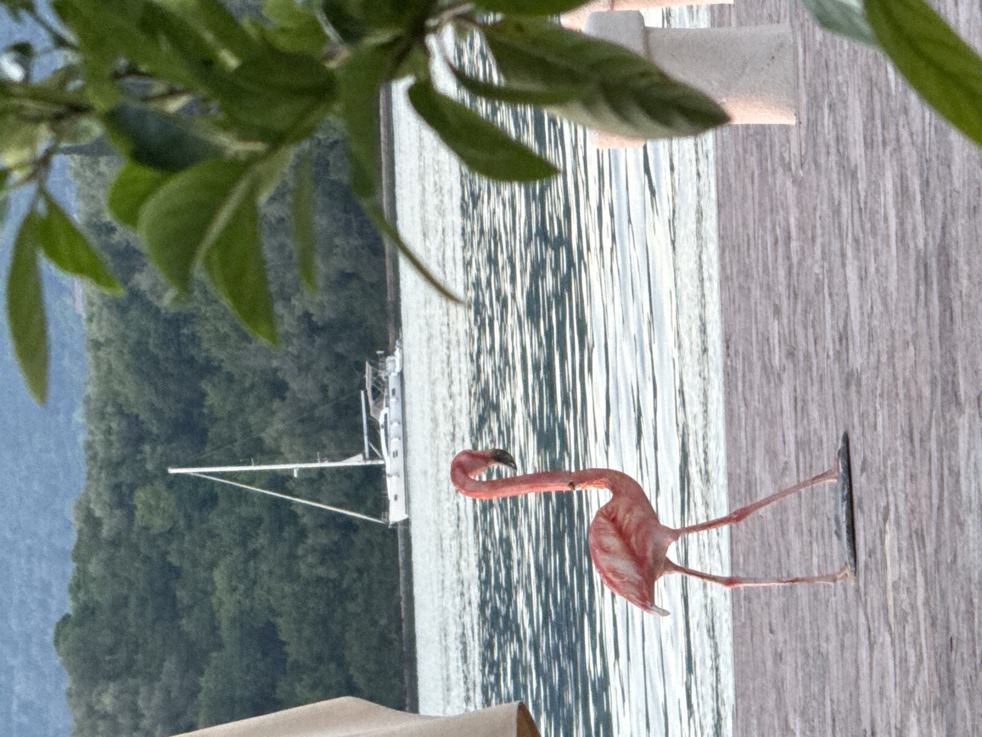 A tilted outdoor scene captures a plastic flamingo figure standing on a gray wooden deck, with a blurred background of rippling water and a distant sailboat anchored near a forested shoreline. Leaves of a plant are visible in the upper left corner. The location is Bogišići, Montenegro.