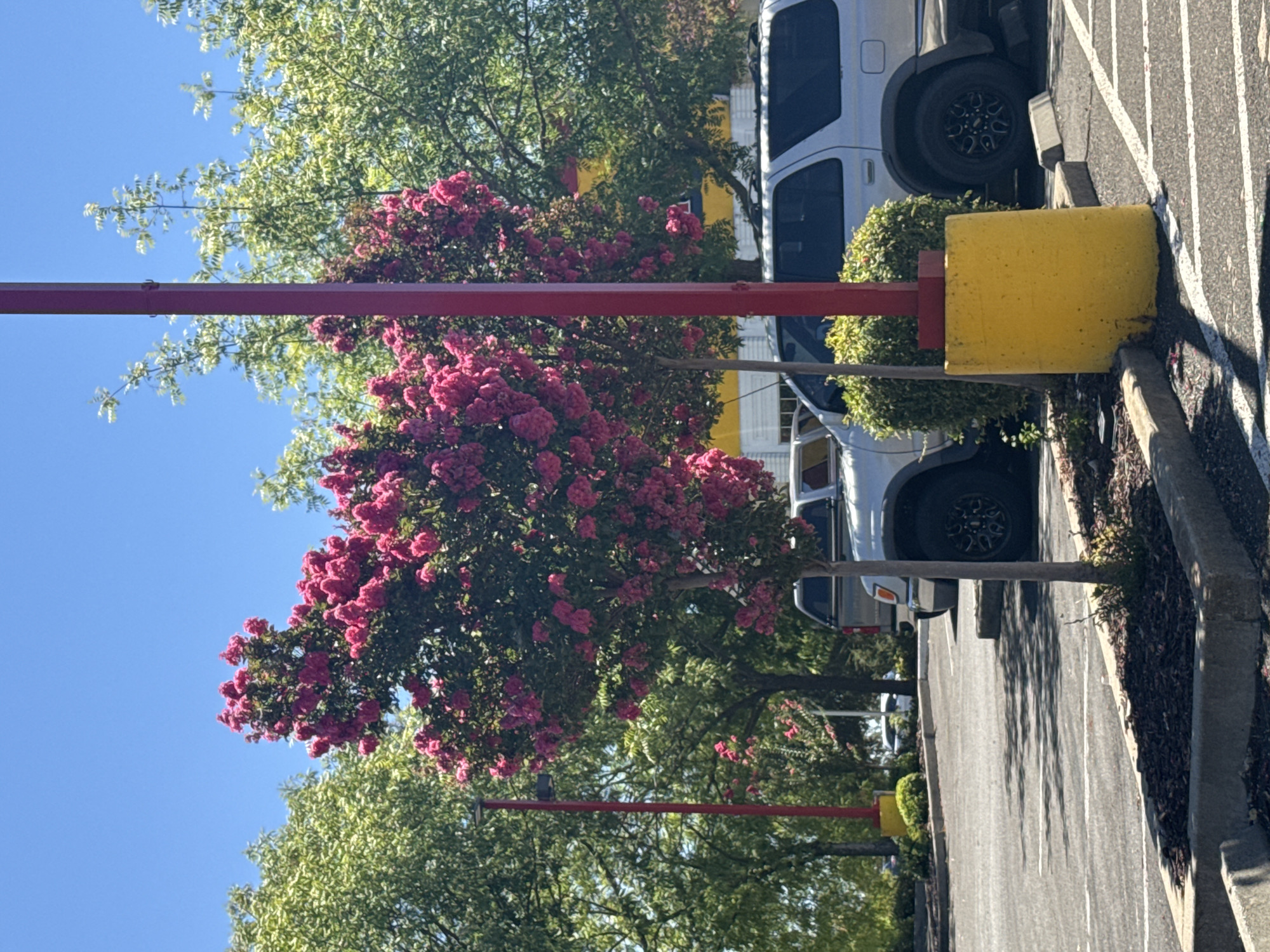 In Citrus Heights, California, on a sunny day, a parking lot is shown with several vehicles. In the foreground, a Crape Myrtle tree with vibrant pink blooms is prominently displayed. To the right of the tree is a bright yellow concrete bollard with a red post extending upwards from it. A light-colored SUV is parked behind the bollard. Further in the background, other vehicles are visible, along with trees and the side of a building that appears to be a commercial establishment with yellow and white signage. The sky is clear blue.
