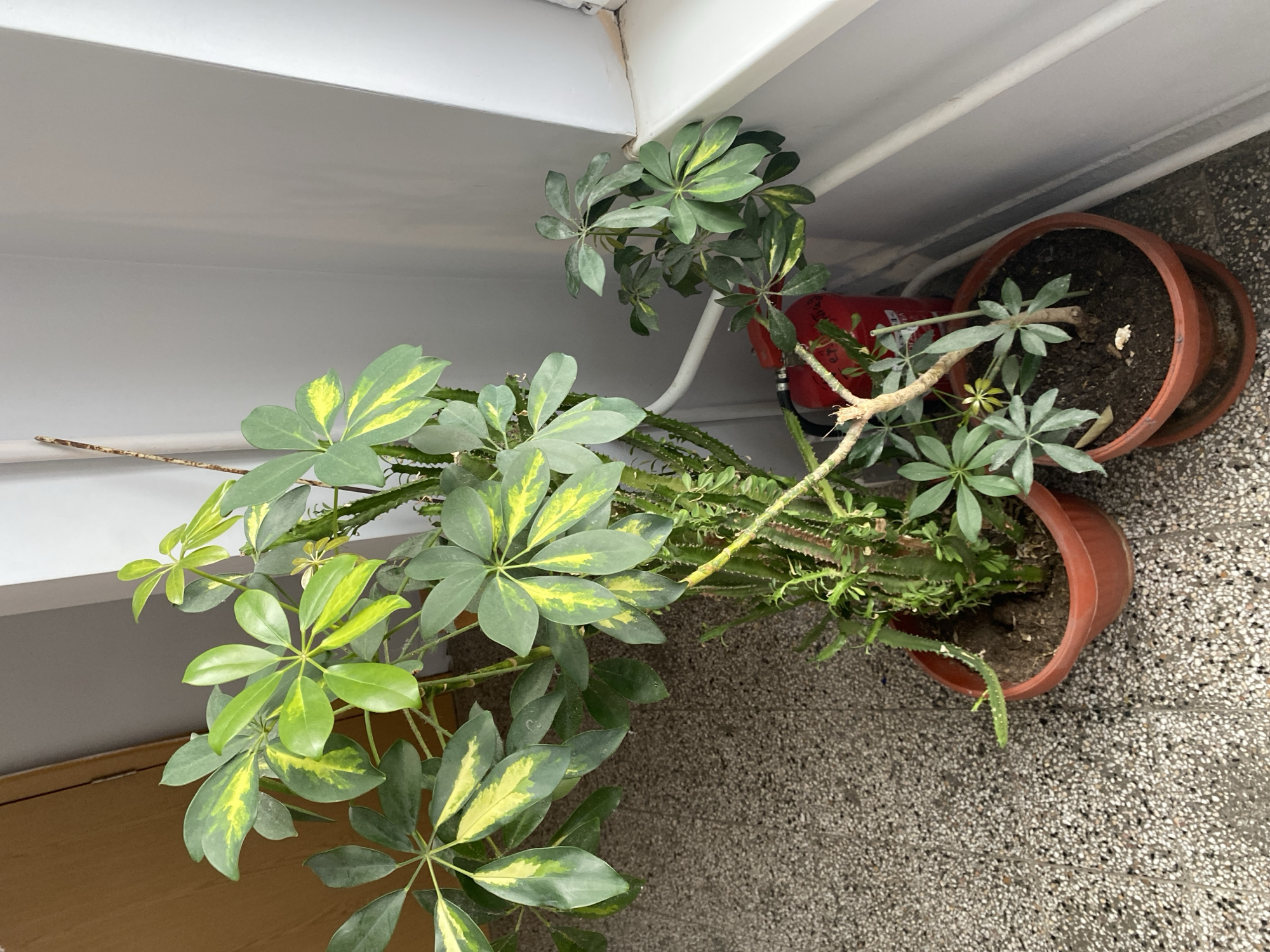 A high-angle, indoor shot features two potted plants and a red fire extinguisher. The larger plant, Schefflera arboricola, is prominently displayed with its green and yellow variegated leaves. Next to it is a potted succulent with spiky stems and sparse, small leaves. The two terracotta-colored pots are placed on a speckled gray and white floor near a light-colored wall. A red fire extinguisher is visible in the background. There is no information available to confirm this is in Stara Zagora, Bulgaria. No people are visible in the image.