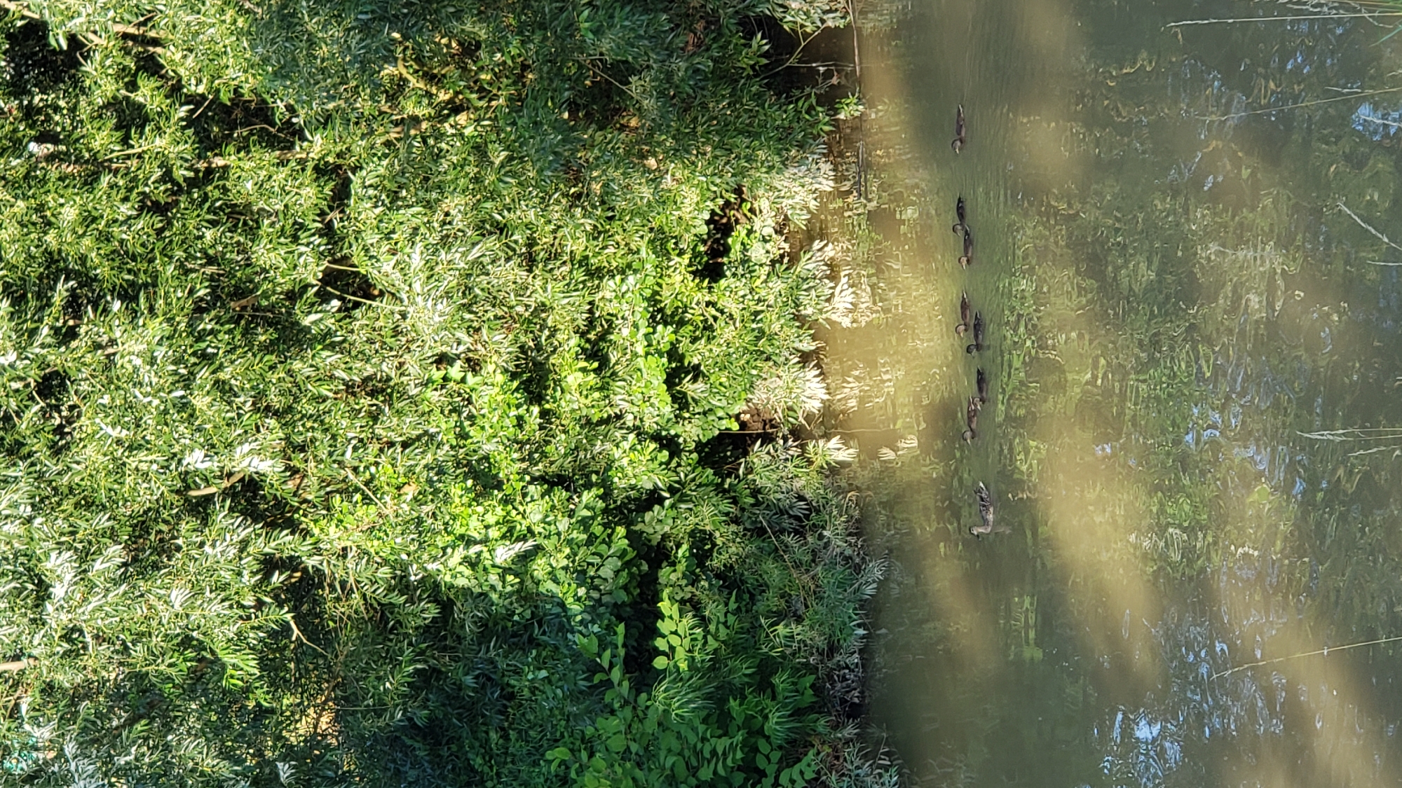 This media file captures a serene natural scene along the bank of a body of water, likely a river or pond, in Prešov, Slovakia. The dominant subjects are a line of ducks swimming in the water, appearing to be a mother duck with her ducklings, creating a sense of peaceful movement. Lush green vegetation, including trees and bushes, densely lines the left bank of the water, casting dappled shadows onto the water's surface. The sunlight filtering through the leaves suggests it is daytime, likely late morning or afternoon. The water itself is calm, reflecting the surrounding greenery and the bright sky, though its murkiness indicates it may not be crystal clear. The overall mood is tranquil and idyllic, showcasing a moment of natural harmony. There is no visible text in the image.