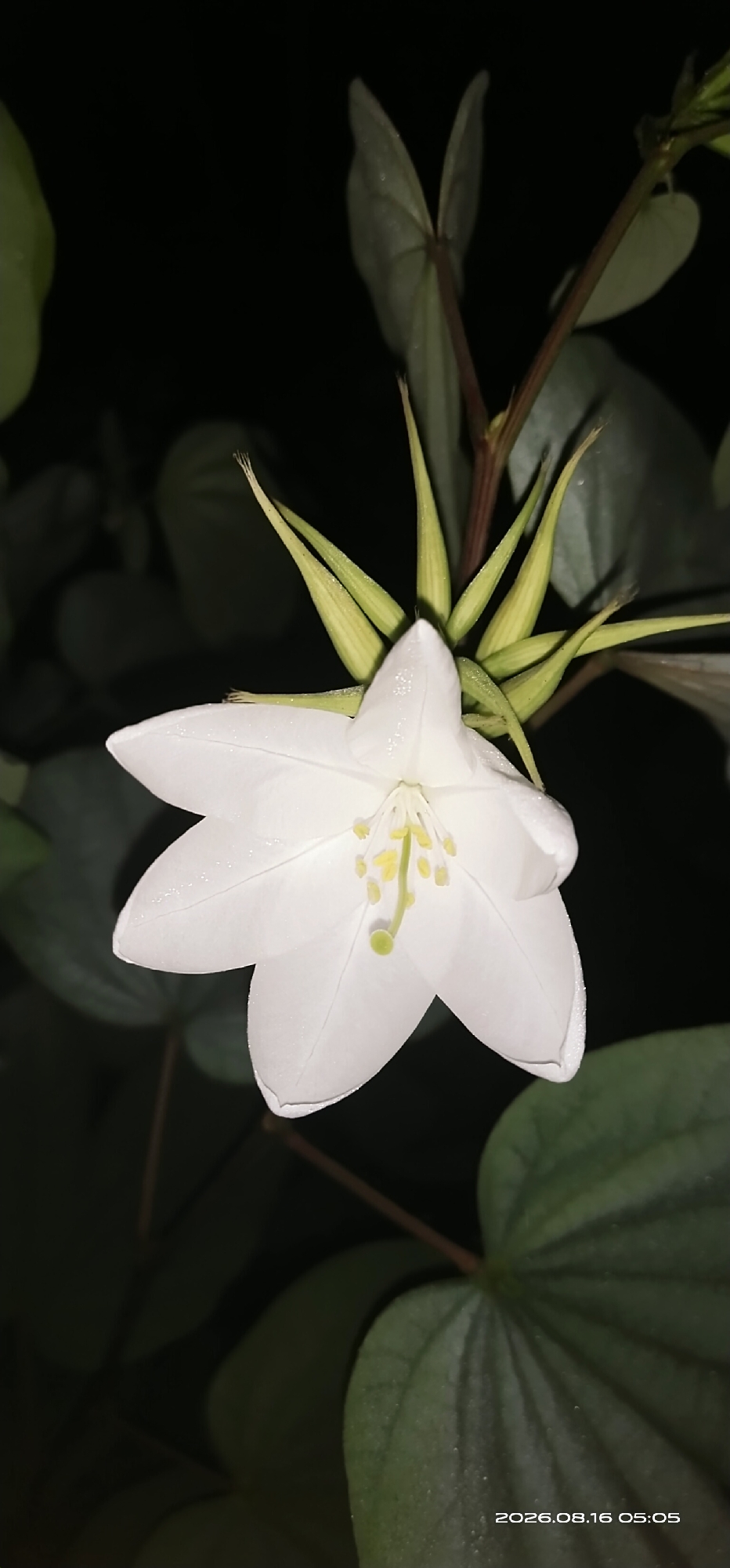 A close-up, vertical shot captures a white flower with yellow stamens on a dark background. The flower has five delicate petals, and green sepals are visible at its base. The image was taken in Muka Haji, Indonesia, on August 16, 2026, at 05:05.
