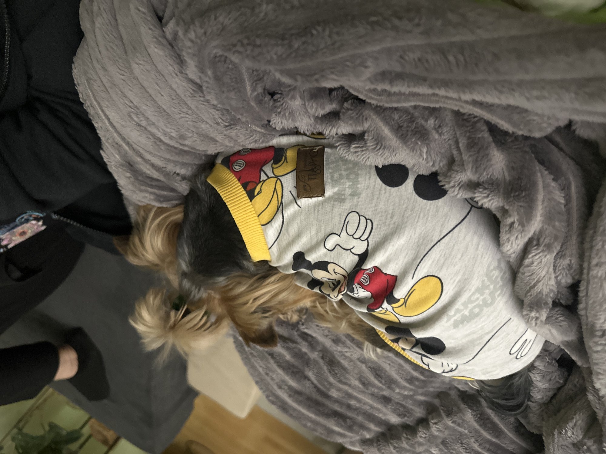 A small dog, possibly a Yorkshire Terrier, lies on a grey, plush blanket while wearing a light-grey shirt with a Mickey Mouse pattern and a yellow collar, partially covered by the blanket. The dog appears to be resting. The background includes a dark-grey garment and a glimpse of a possible table or counter with a houseplant visible underneath. The location is indiscernible.