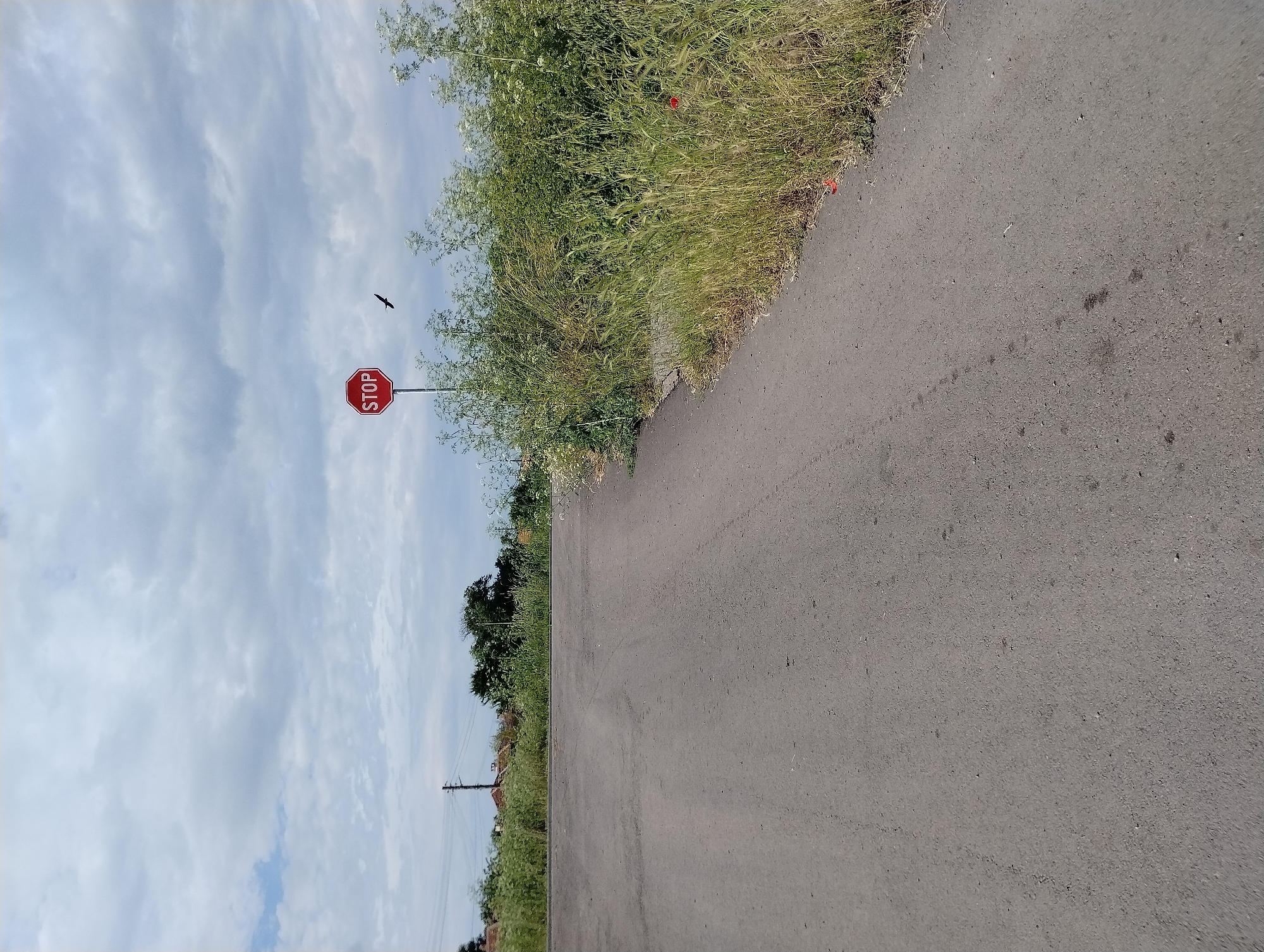 The image depicts an asphalt road in Roza, Bulgaria, from a low-angle perspective. The road stretches into the distance, where trees and greenery are visible. The sky is overcast with a variety of clouds. A stop sign stands on the left side of the road, partially obscured by vegetation. A bird flies above and to the left of the stop sign. Grass and wildflowers grow along the edges of the road. A power pole and a rooftop can be seen in the distance.