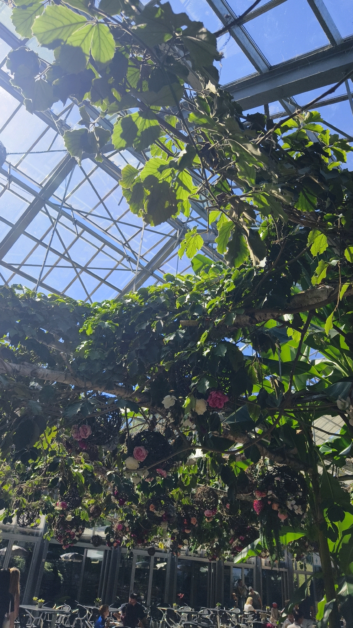 This image was taken at the LOISIUM Wine & Spa Resort Langenlois, Austria. It depicts a greenhouse interior, looking upwards towards the glass ceiling. Lush green foliage, including leaves and vines, dominates the frame, intertwined with hanging floral arrangements featuring pink and white roses. Sunlight filters through the transparent roof, creating a bright and airy atmosphere. Below the foliage, a seated area with tables and chairs is visible through the glass panes of the building. Several people are seen seated at tables, engaged in various activities, such as conversing and relaxing. The overall scene conveys a serene and botanical ambiance within a resort setting.
