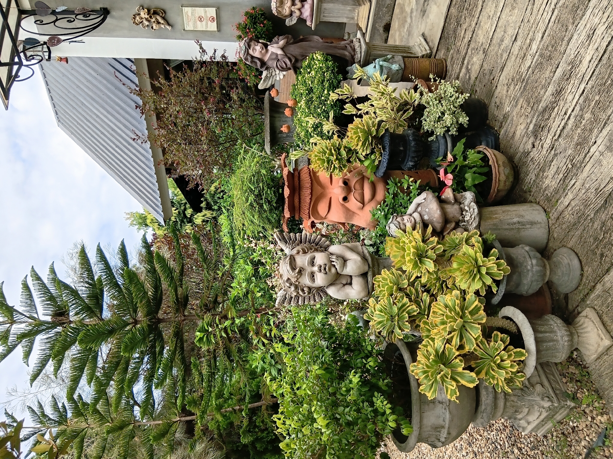 The image depicts a garden scene with various decorative items and plants. In the foreground, there are several garden statues, including a cherub statue with wings resting its head on its hands, a large terracotta sculpture of a face with closed eyes and plump lips, and two angel figurines. The plants include lush green bushes, succulents with yellow and green variegated leaves, and a tall pine tree. The garden is set on a wooden deck with a gravel path surrounding some of the pots. In the background, a building with a grey corrugated metal roof and white walls is visible. The sky is overcast. The overall impression is one of a meticulously arranged garden, likely in a commercial establishment given the presence of multiple decorative elements. The scene appears to be outdoors. No people are visible in the image.