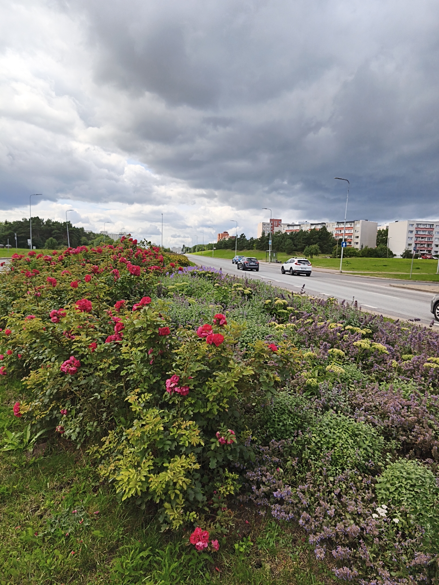 The image depicts a roadside flowerbed filled with blooming red roses and purple flowering plants, situated in front of a multi-lane road. Cars are visible driving on the road, with apartment buildings and trees in the background. The sky is overcast with dark, heavy clouds. The scene is located in Tallinn, Estonia, specifically in the Lasnamäe district, near the intersection of Peterburi tee and Laagna tee, as evidenced by the characteristic apartment blocks and streetlights typical of this area.