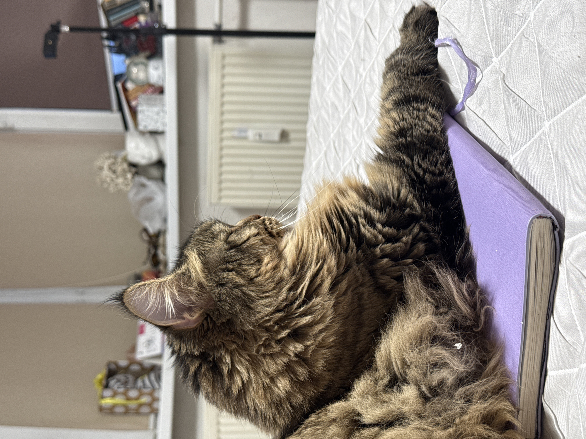 A brown and black long-haired cat is lying on a white bed next to a lavender-colored notebook. The cat has its eyes closed and one paw resting on the notebook. The notebook has a lavender ribbon bookmark. In the background, there is a white shelf with various objects and a white radiator. The location is not specified in the image.