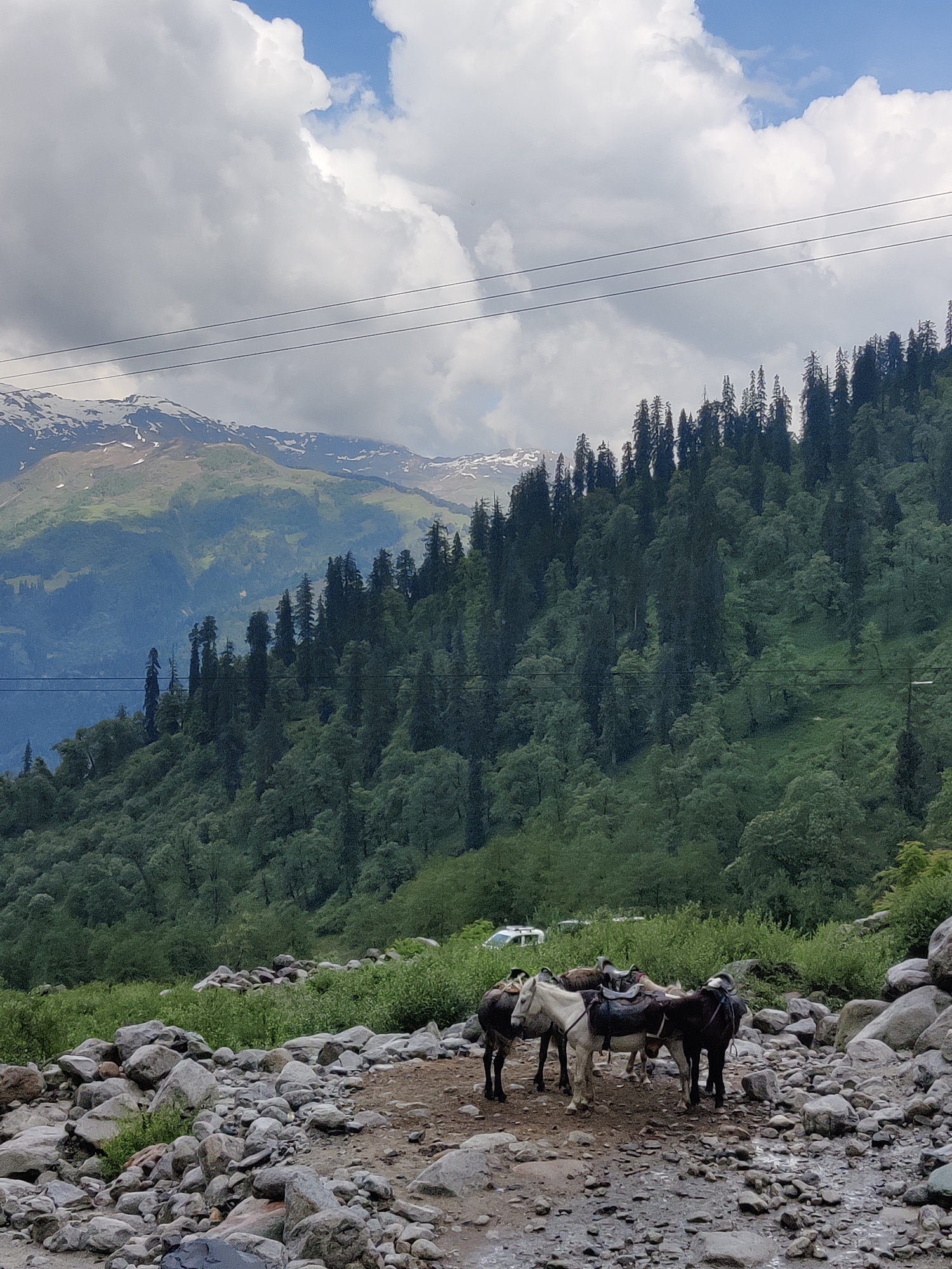 The image depicts a scenic mountain landscape in Majhach, India, with a cloudy sky overhead. In the foreground, a group of three donkeys stand on a rocky, dirt path. The donkeys are saddled, suggesting they are used for transport. Two of the donkeys are dark brown, and one is white and brown. Behind the donkeys, a dense forest of pine trees covers a steep mountainside. The upper slopes of the mountains are covered in patches of snow. A few vehicles are visible in the distance, parked near the tree line. Power lines stretch across the upper portion of the image, with a single pole visible on the right side. The overall scene conveys a sense of natural beauty and rural life.