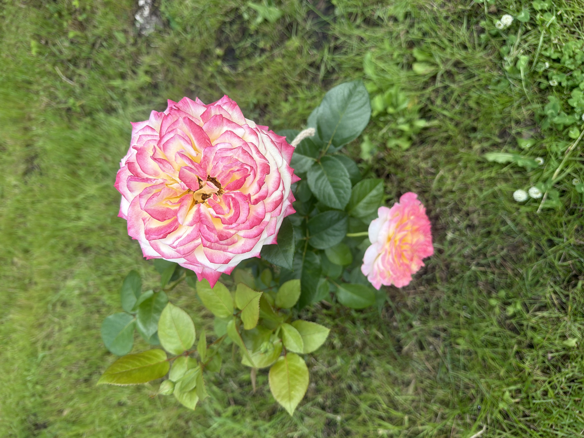 A close-up, high-angle shot captures a bicolor rose with pink edges and a yellow-white center, in full bloom. The rose is positioned to the right of the frame, with its petals spiraling inwards. Below it, a smaller, similar rose is visible. Green leaves and a single bud adorn the rose's stem. The flowers and foliage are set against a backdrop of green grass. The image was taken outdoors, in a garden setting in Kolutkino, Russia.