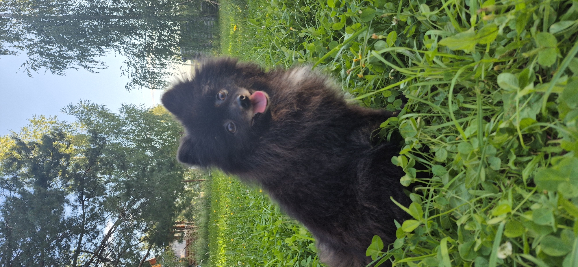 A black Pomeranian dog sits in lush green grass with its tongue hanging out. The dog has a fluffy coat and dark eyes. In the background, there are trees, a building, and a clear blue sky. The scene appears to be a yard or park in Bezvodnoye, Russia.