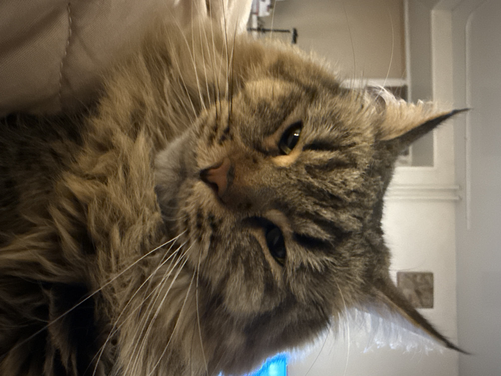 A close-up shot of a Maine Coon cat lying on its side. The cat is mostly brown and grey with long white whiskers and yellow eyes. It appears to be resting on a beige-colored surface. The background shows a white wall and parts of furniture, possibly a shelf or cabinet. There is no information about the location in Izhevsk, Russia in this image.