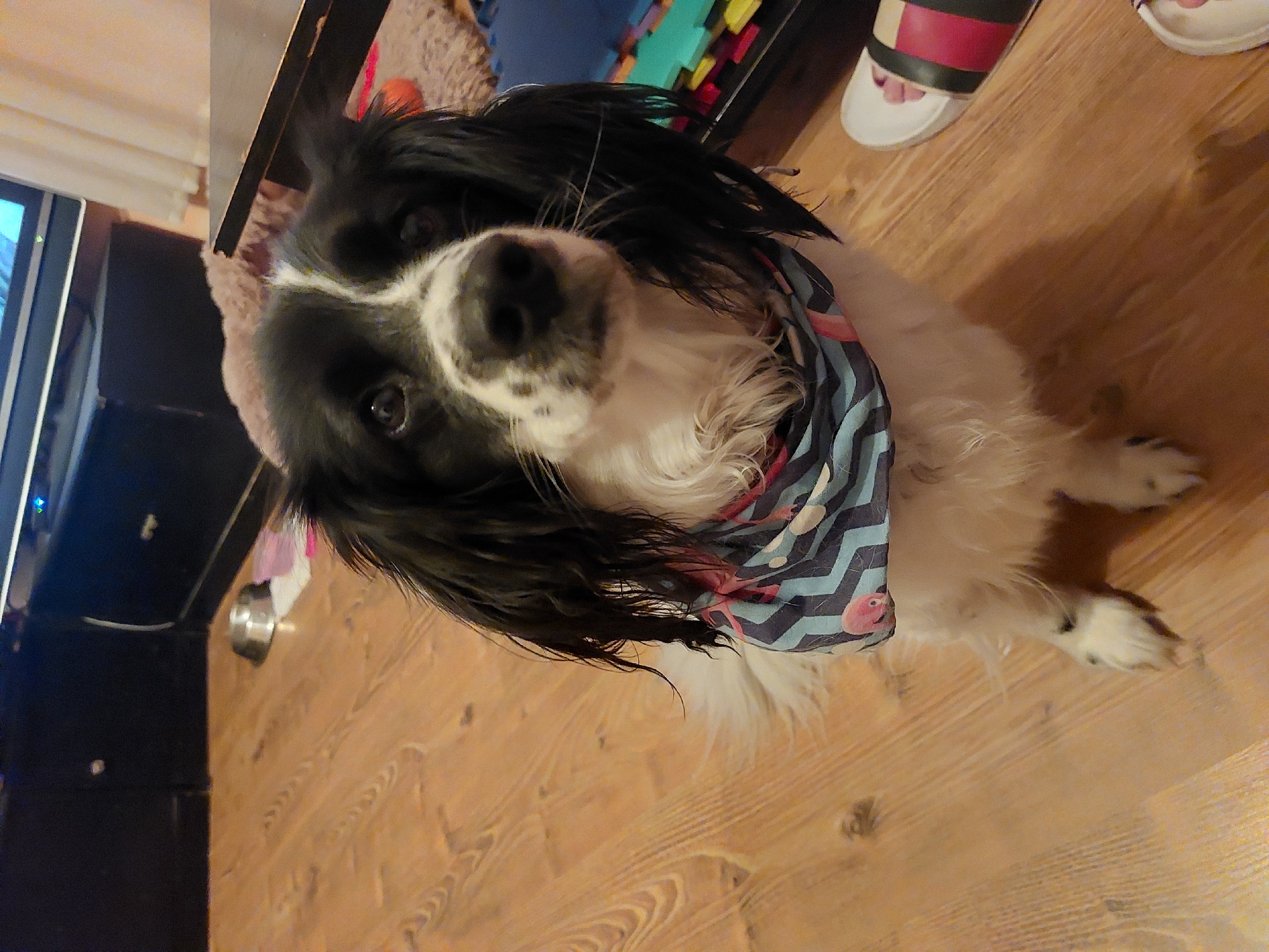 A black and white Springer Spaniel dog wearing a blue and white patterned bandana is looking up at the camera. The dog is indoors, sitting on a light brown wooden floor. A television set and stand are visible to the left. A pair of sandals are in the upper right corner of the image. There is a metal bowl visible beside the TV. The location is not discernible as Tsarevo, Bulgaria based on the image.