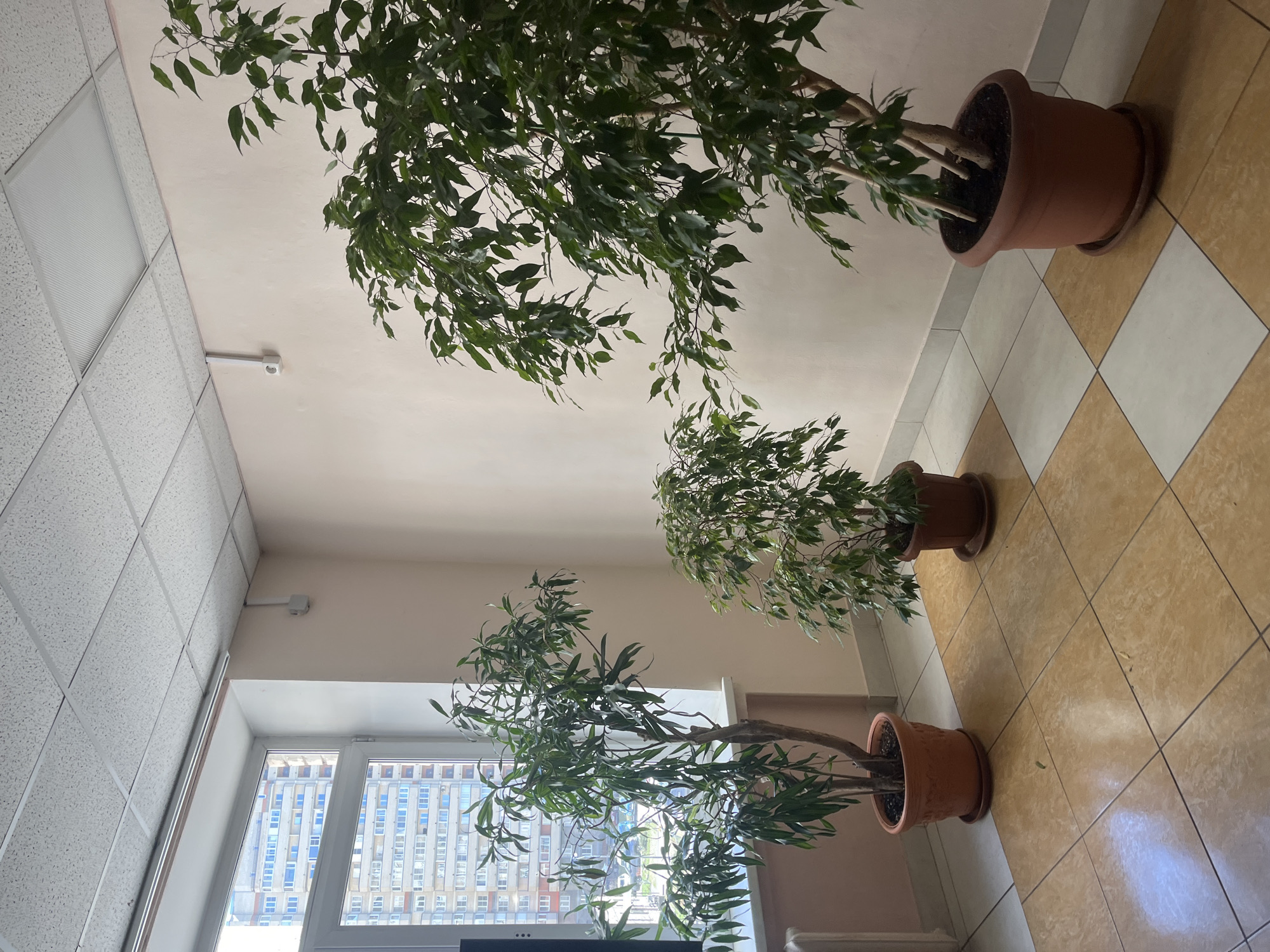 The image shows an interior view of a room with three potted trees. The floor is tiled with tan and white squares arranged in a checkered pattern. A window is visible in the lower left corner of the image showing a multi-story building outside. Based on the architectural style of the building visible through the window, and the description of the image requesting the location within the city of Saint Petersburg, Russia, it can be inferred that the image was taken inside a building in Saint Petersburg. The ceiling is comprised of white, square acoustic tiles. There are no people visible in the image.