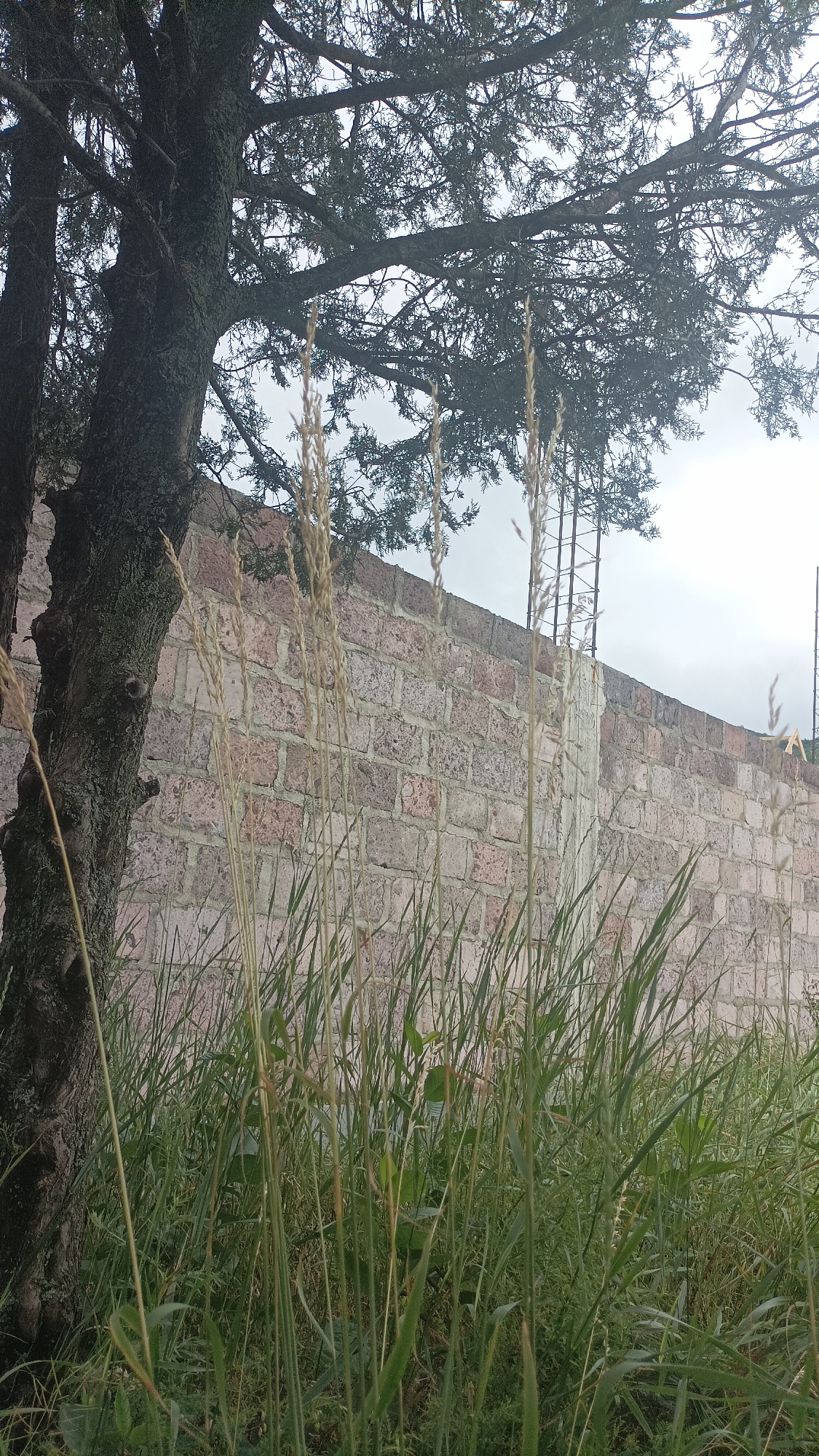The image captures a slightly overcast outdoor scene featuring a brick wall, a tree, and tall grass. The brick wall, constructed with light-colored bricks of varying shades of pink and gray, runs horizontally across the frame, suggesting a property boundary. A dark, mature tree trunk is visible on the left side of the image, its rough bark textured and mossy, with branches extending upwards and partially obscuring the sky. Dense, green grass and a few stalks of dry, tan-colored seed heads dominate the foreground, reaching up towards the brick wall and tree. The overall impression is one of an unkempt or naturalized area, possibly a backyard or a less maintained section of a park or public space. The background shows a bright, diffused sky, indicating it is daytime. No people or specific landmarks of Vanadzor, Armenia, are identifiable within the frame.