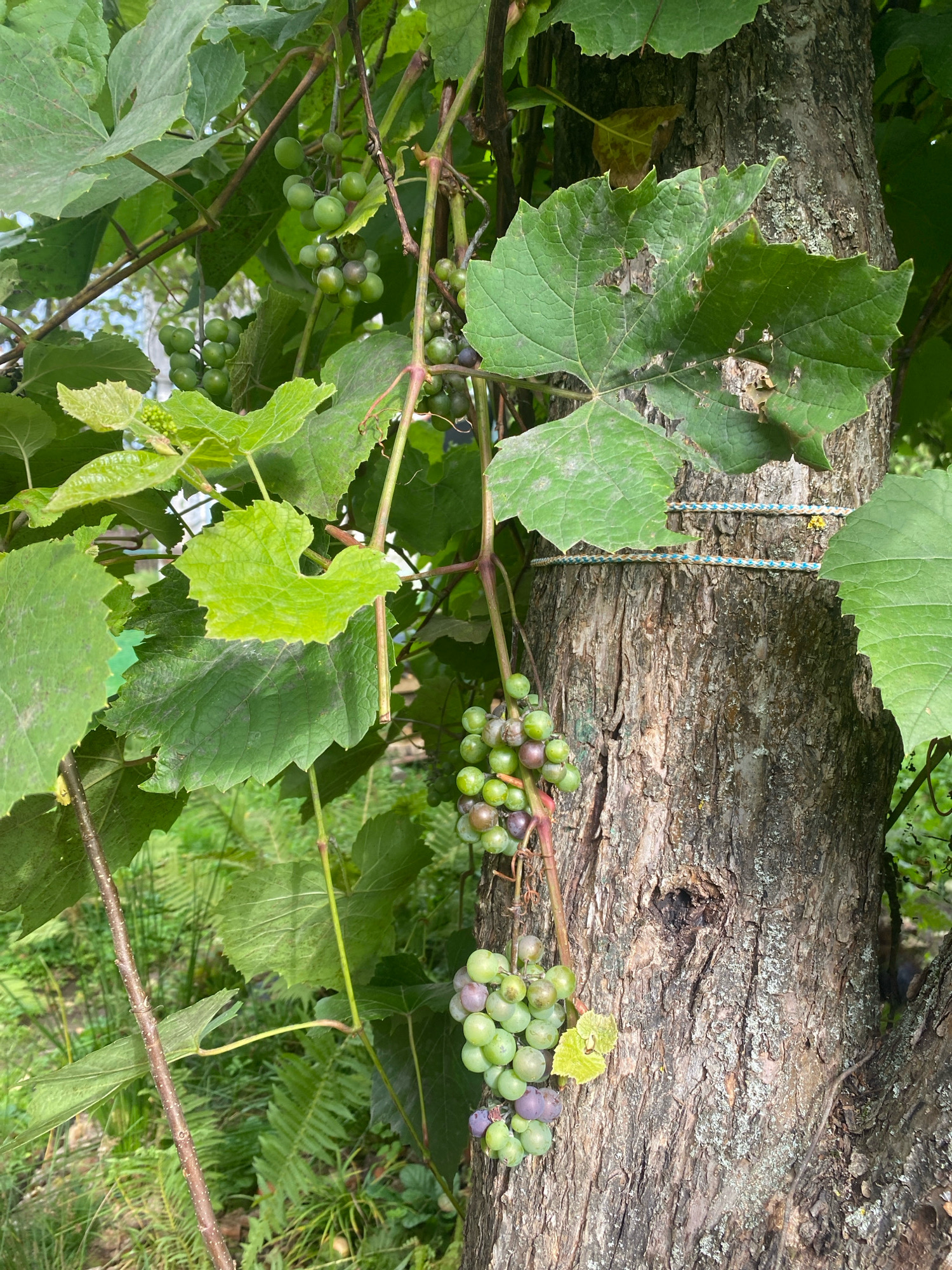 This is a close-up, eye-level, outdoor photograph taken in the village of Папярнянскі сельскі Савет, Belarus. The image features a cluster of green and purple grapes hanging from a vine that is growing around the trunk of a tree. The tree trunk is rough and textured, with two lengths of braided rope tied around it horizontally. The background consists of green foliage and other plants, suggesting a natural, perhaps overgrown, environment. The lighting is natural and appears to be daylight.