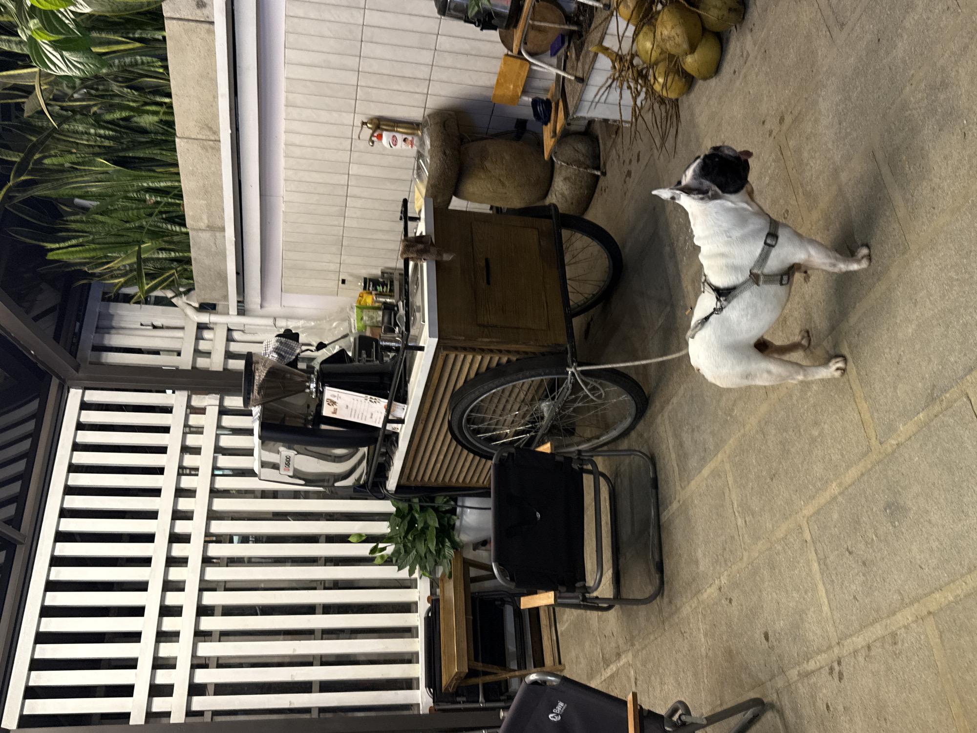 This image captures a casual outdoor or semi-outdoor cafe or vendor area in Cam Ly - Đà Lạt, Vietnam. The scene is absent of human figures.
In the lower-center foreground, a white French Bulldog with a black facial patch and a gray harness stands, facing towards the right with its tongue slightly extended.
The central focus is a wooden mobile coffee cart, positioned slightly to the right of the image's center. This cart features two large spoked wheels and a stainless steel countertop. A coffee machine, possibly an espresso maker or grinder, is situated on the counter, accompanied by a small menu board. A brown towel hangs from the front of the cart. Various bottles and containers are arranged on a shelf above the main counter.
To the left of the coffee cart, a dark gray folding chair with a black fabric seat and back, equipped with wooden armrests and a metal frame, is positioned facing the cart. A second, similar folding chair is partially visible on the far left. A small, light-colored wooden folding table rests against a tall white slatted wooden wall, which defines the left boundary of the scene. A potted green plant, consistent with a Peace Lily, is placed on the ground next to the table. A white downspout runs vertically along the white slatted wall.
On the right side of the image, a wall constructed from small, rectangular white tiles is visible. Adjacent to this tiled wall is a rustic stone basin with a brass-colored faucet and a white bottle, likely containing soap or sanitizer. Above the tiled wall, a concrete planter box holds numerous tall, green snake plants. A small yellow stool with a metal frame is situated on the ground near the tiled wall. A collection of yellowish-green coconuts and dried branches is piled in the lower-right corner.
The ground surface throughout the area is paved with light gray, rectangular stone or concrete slabs. Dark rafters or structural elements of a roof are visible overhead, indicating a covered, open-air setting.