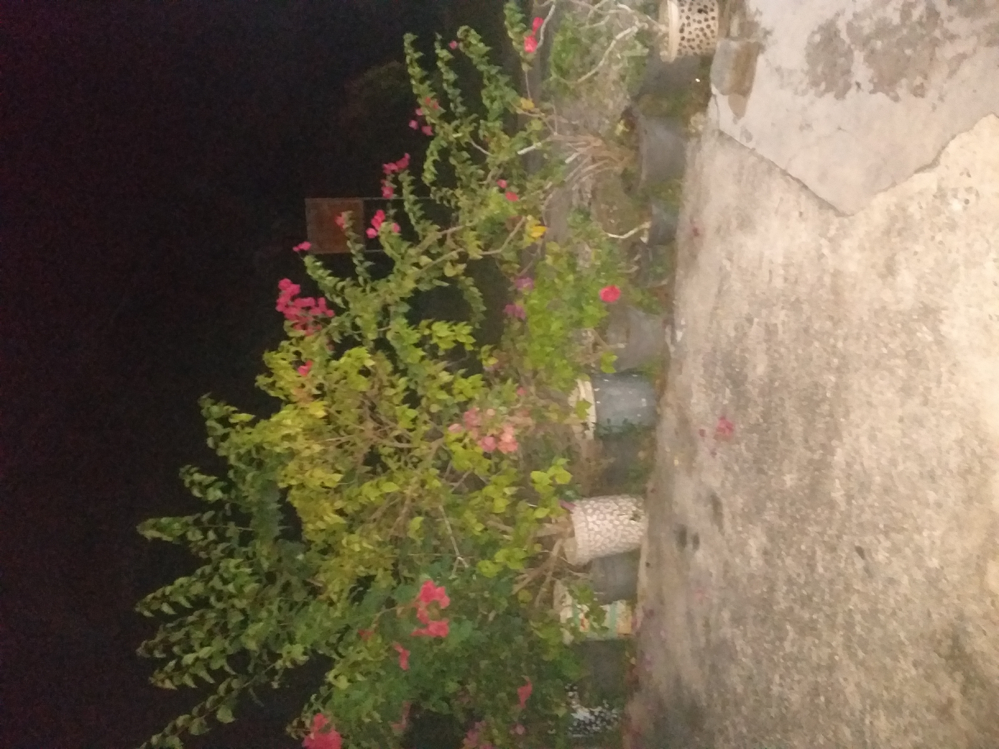 The image depicts a nighttime scene outdoors, likely in a residential or garden area, in Air Jamban, Indonesia. Several potted plants, featuring green foliage and vibrant pink bougainvillea flowers, are arranged on a concrete surface. The plants vary in size and are contained in different types of pots, some appearing to be decorative with intricate patterns. The ground is a light-colored concrete, possibly a patio or walkway, with some scattered pink petals from the flowers. In the background, the darkness suggests it is nighttime, with only faint outlines of structures or trees visible. There are no people or animals present in the frame.
