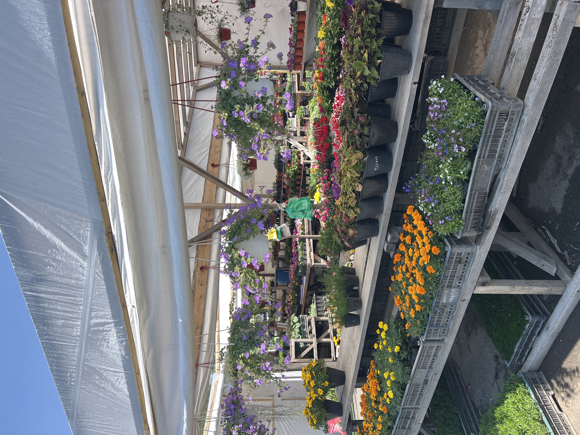 The image shows the interior of a greenhouse or garden center. Rows of potted plants are displayed on tiered wooden shelving. Hanging baskets with purple and white flowers are suspended from the greenhouse structure. Other plants, including red, orange, and yellow flowers, are arranged in pots and crates on the shelves. The greenhouse roof is made of a translucent material, allowing natural light to filter in. The exact location within Zima Juzhnaja, Russia, cannot be determined from the visual data provided.