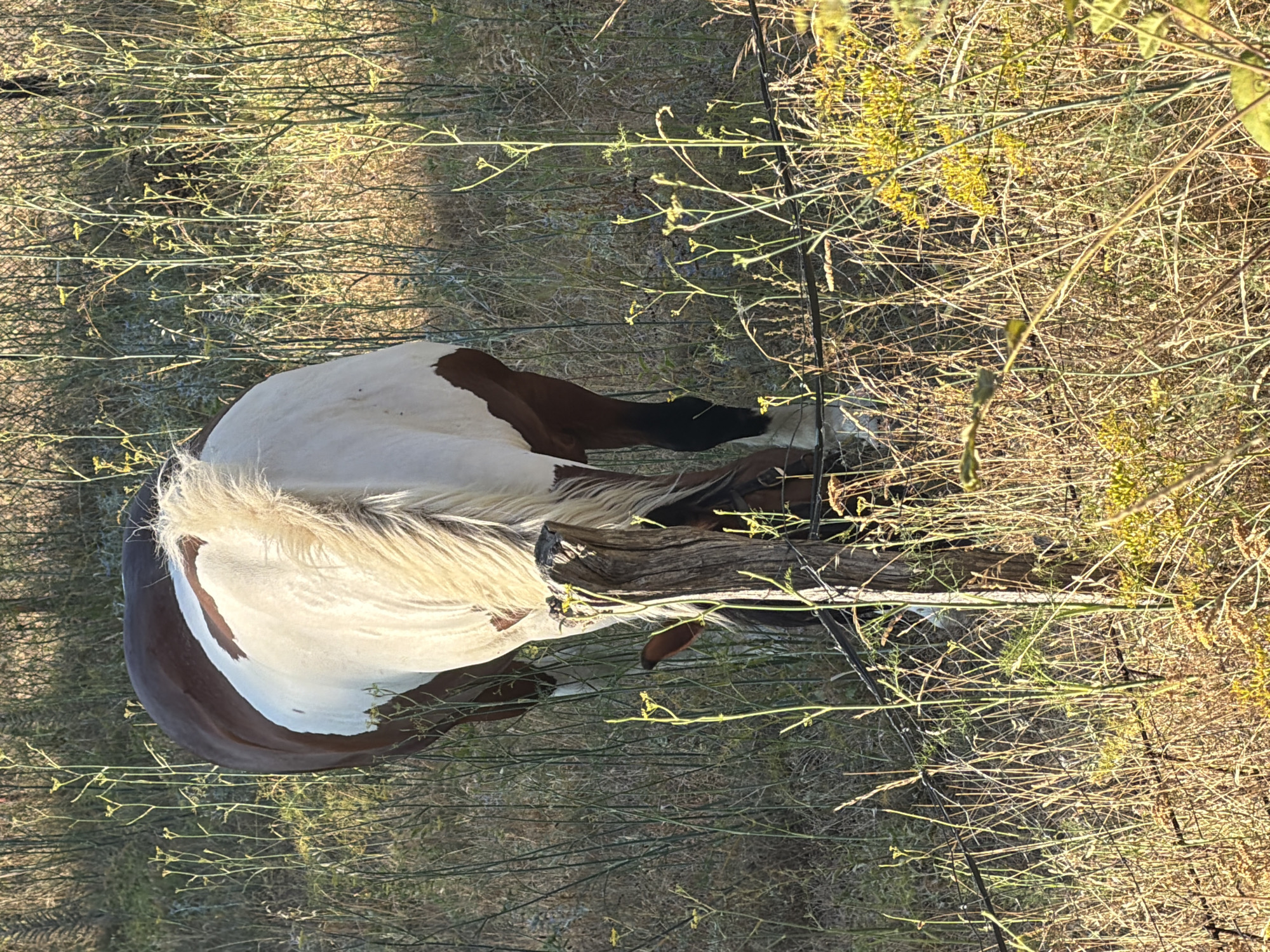 In Općina Baška, Croatia, a pinto horse is visible from behind, grazing in a field of dry grass and thin, tall plants with small yellow flowers. The horse has a brown and white coat and a light-colored mane. A weathered wooden post stands in the foreground, partially obscuring the horse. A barbed wire fence runs horizontally across the lower portion of the image, separating the viewer from the horse and field. The lighting suggests it is late afternoon or early morning, with the sun casting long shadows.