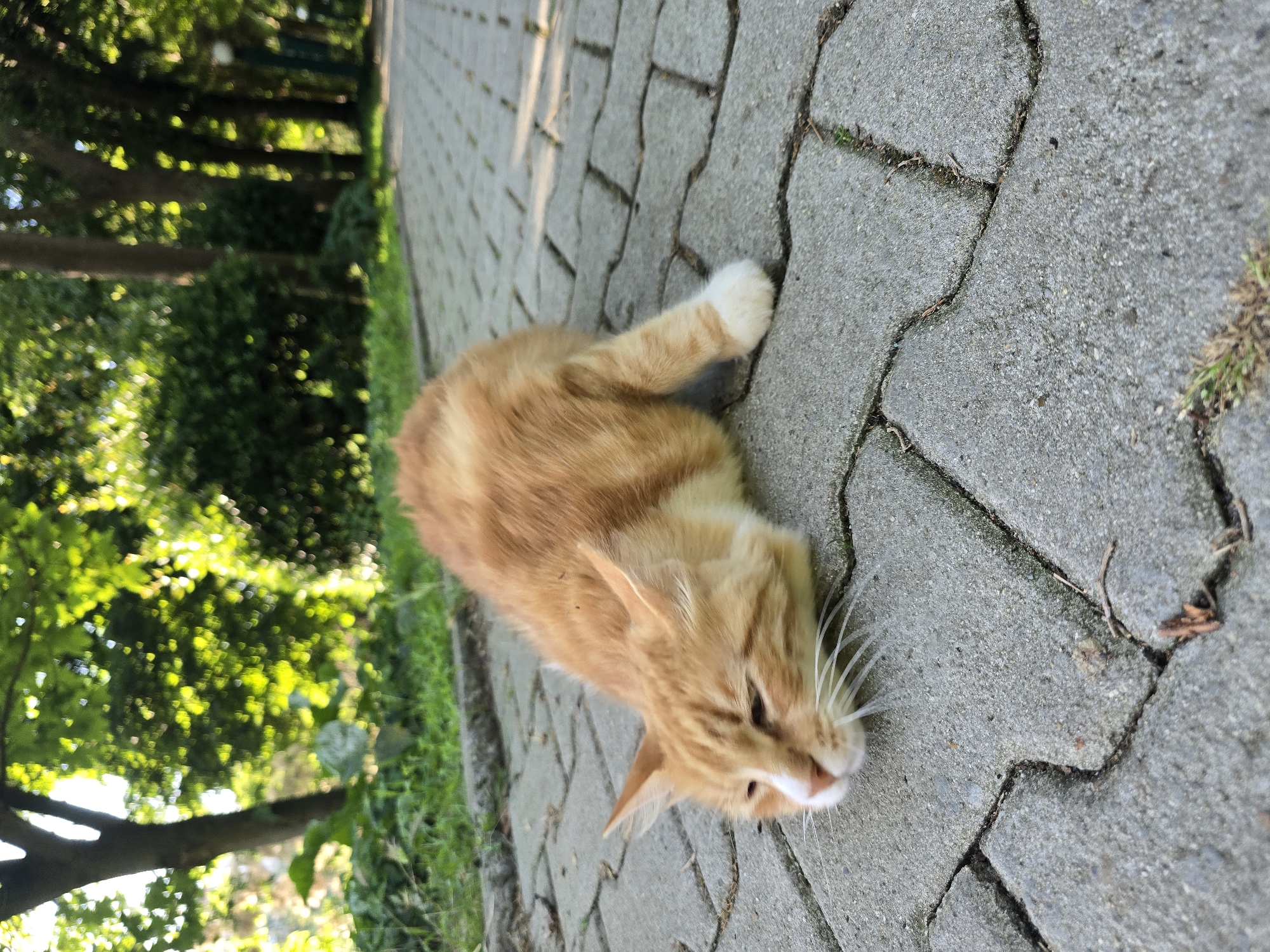An orange and white cat is lying on a paved walkway in what appears to be a park or public garden. The cat is lying flat on its stomach with its head resting on the ground, facing left. Sunlight filters through trees in the background, creating dappled lighting. The walkway is made of interlocking gray pavers with some grass growing in the cracks. The environment suggests an outdoor urban setting.
