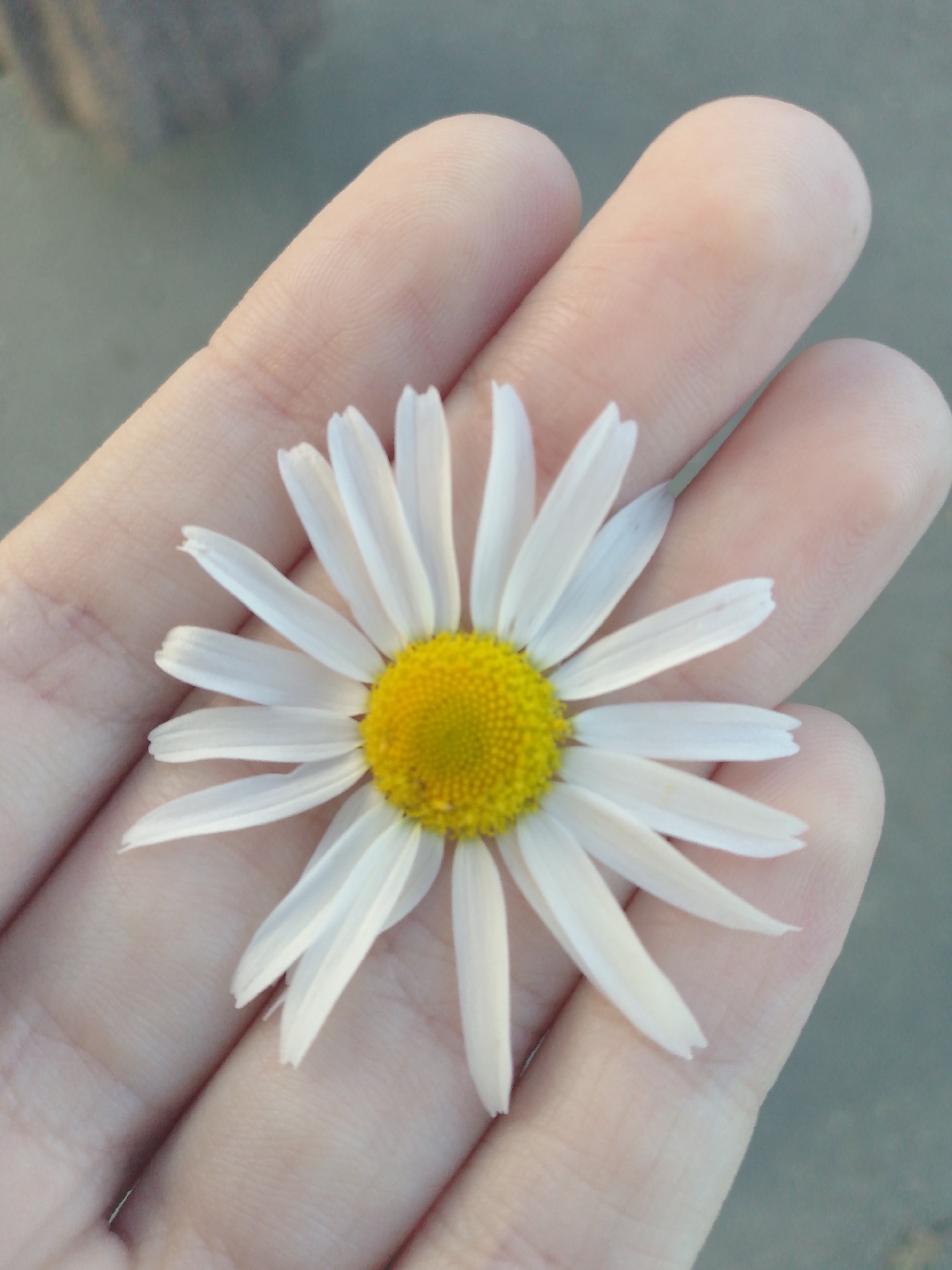 A close-up shot shows a single daisy with white petals and a yellow center, held in the palm of a person's hand. The hand, which appears to be fair-skinned, is positioned against a blurred, gray background. The daisy is centered in the frame, with its petals fanned out around the yellow disk. The hand's fingers are gently curled, supporting the flower. The lighting is soft, highlighting the delicate texture of the petals and the skin.