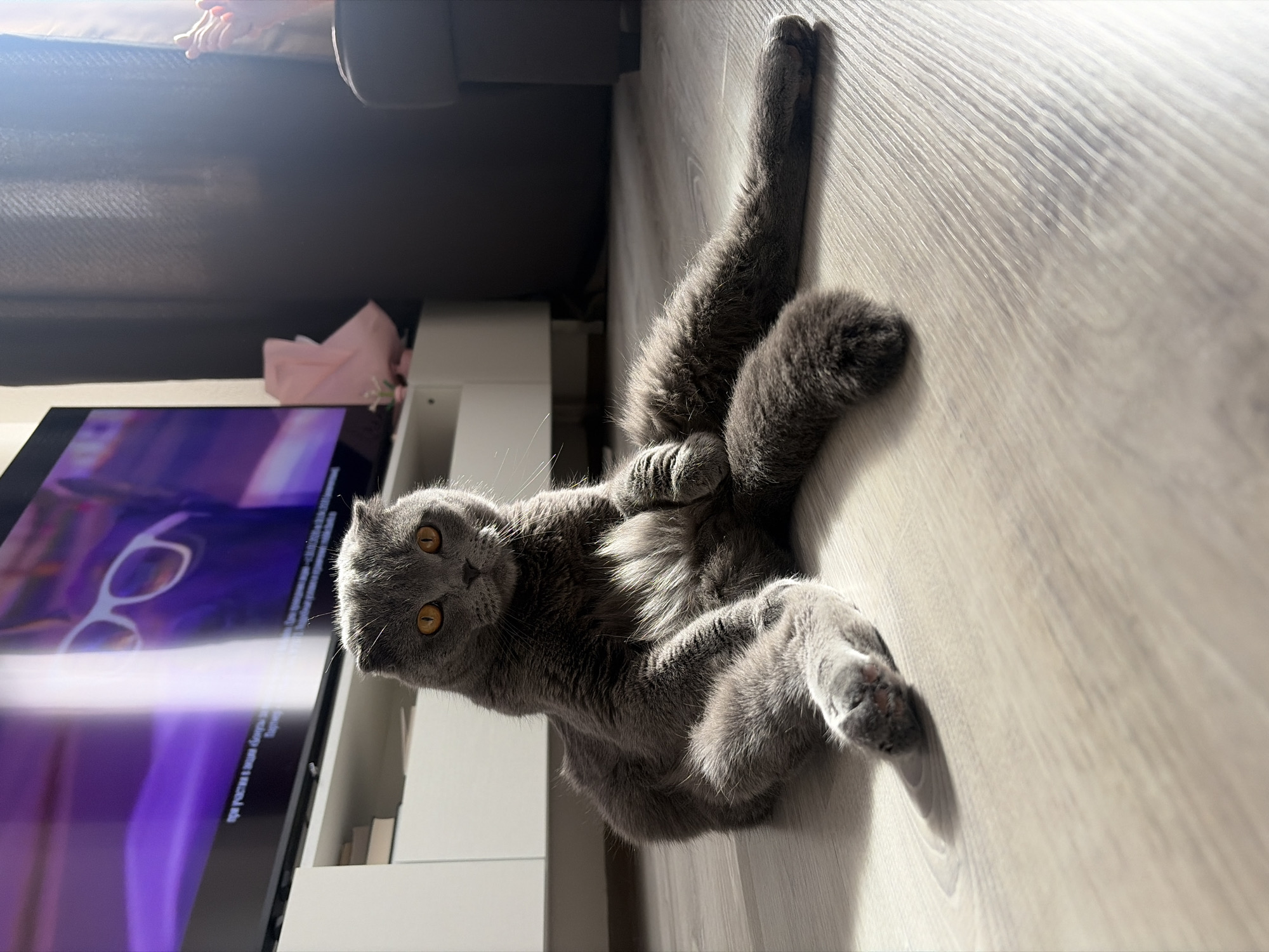 A gray Scottish Fold cat lies on its back on a light-colored wooden floor. The cat is positioned between a television and a sofa. The television is showing a scene with glasses. The photograph was taken indoors. The city of Saint Petersburg, Russia is not discernable in the photo.