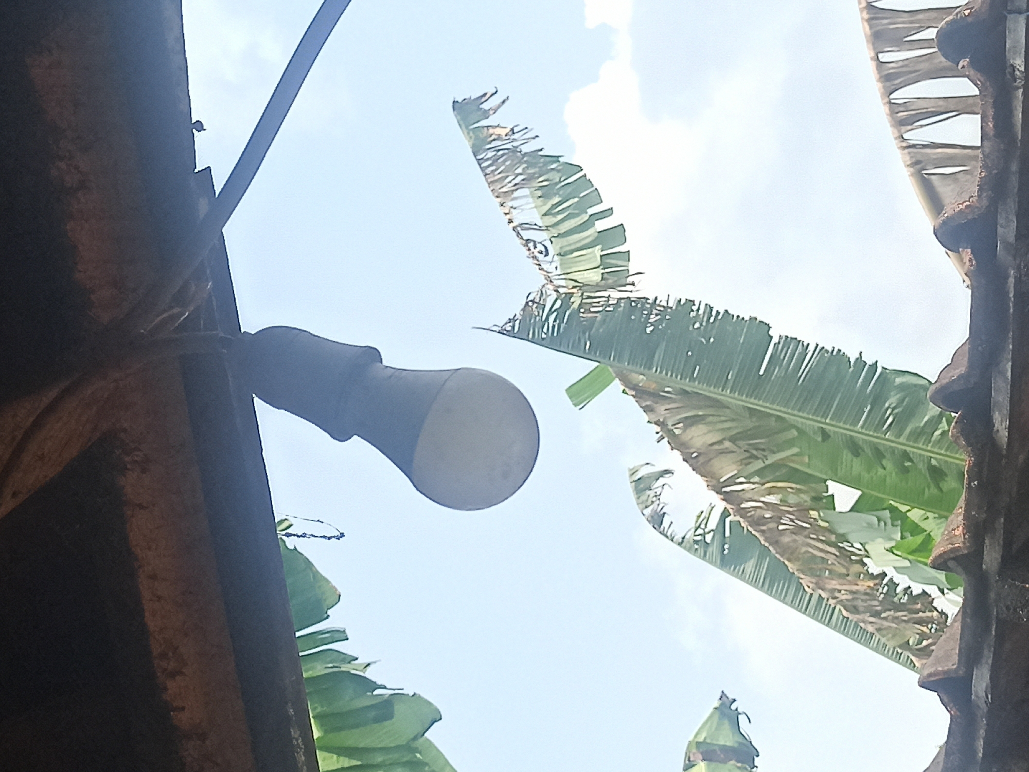 A dangling light bulb hangs from a wooden structure. Banana leaves, some dry and torn, frame the scene against a bright, hazy sky. The background suggests an outdoor setting, possibly in a tropical climate. The image appears to be taken from a low angle, looking upwards.