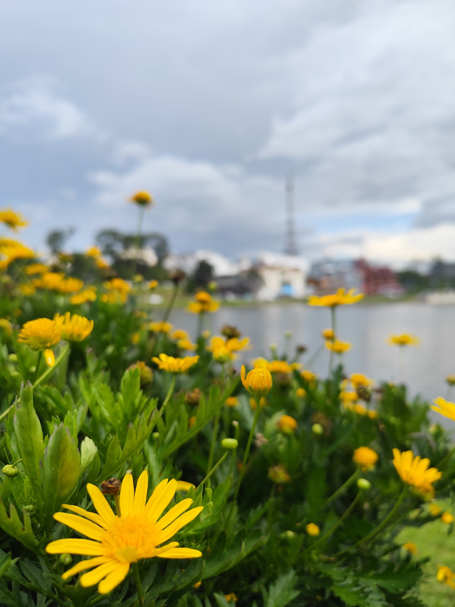 A close-up, low-angle shot focuses on a cluster of bright yellow daisies with green foliage in the foreground. The flowers are in various stages of bloom, with some fully open and others still budding. The background is blurred, showing a body of water, trees, and buildings, with a cloudy sky overhead. A tall, industrial-looking structure is visible in the distance. The scene is likely taken outdoors in a park or garden setting within Da Lat, Vietnam, known for its natural beauty and floral displays. The lighting suggests an overcast or early morning/late afternoon period.