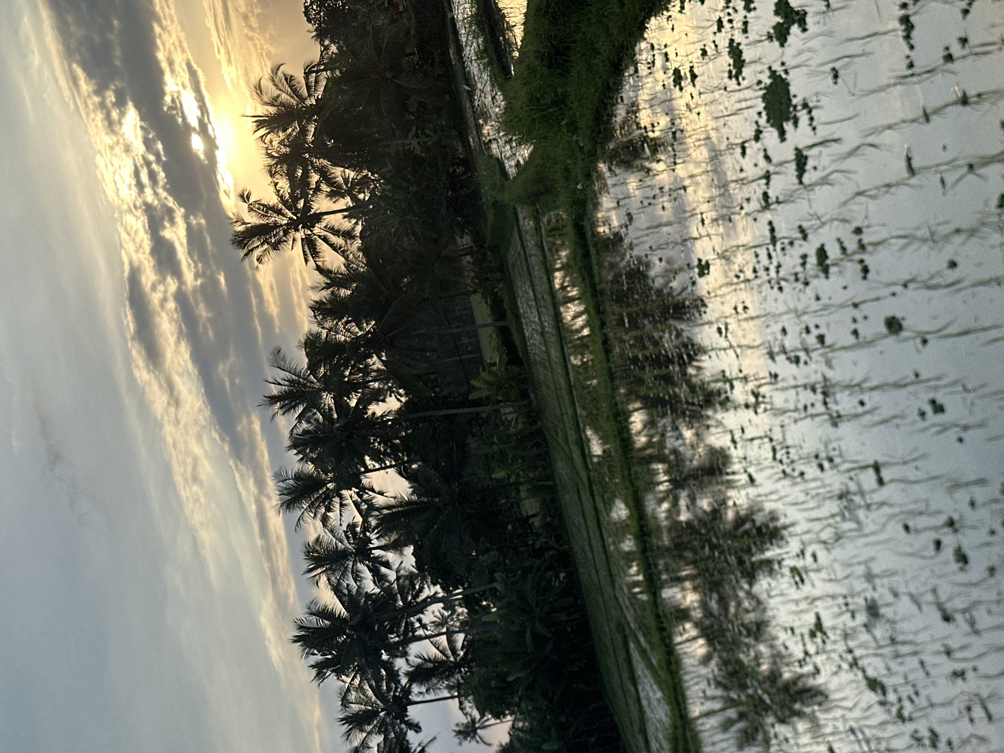 The image depicts a serene rice paddy field at sunset in Ubud, Indonesia. The sky is filled with a mixture of soft, glowing clouds and patches of clear sky, illuminated by the setting sun. The warm, golden light of the sunset casts a gentle glow across the scene, creating a tranquil and picturesque atmosphere.
Tall, slender palm trees with their distinctive fronds silhouette against the sky on the left side of the image. Their dark forms provide a stark contrast to the bright sky and the lighter tones of the rice paddies. The rice paddies themselves are flooded with water, reflecting the sky and the surrounding vegetation. The water's surface is disturbed by ripples, creating an abstract pattern of light and shadow. Small green plants are dotted throughout the paddy, indicating that the rice is in its early stages of growth.
The reflection of the palm trees and the sky in the water adds depth and a sense of symmetry to the composition. The overall mood of the image is peaceful and idyllic, capturing the natural beauty of the Indonesian landscape during a beautiful sunset. There is no visible text in the image.