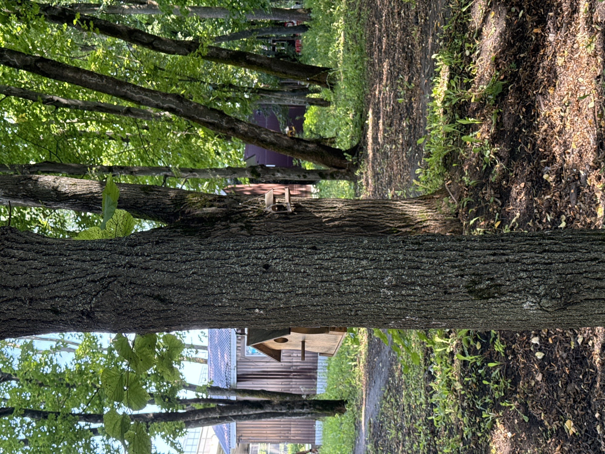 The image depicts a wooded area, possibly a park, in the city of Ryazan, Russia. A prominent tree trunk occupies the foreground, partially obscuring a wooden birdhouse attached to its side. In the background, a long, low building with a corrugated metal roof is visible, situated among other trees. The ground is covered with fallen leaves and some patches of grass. The overall impression is that of a natural, outdoor setting with some man-made structures integrated into the landscape.