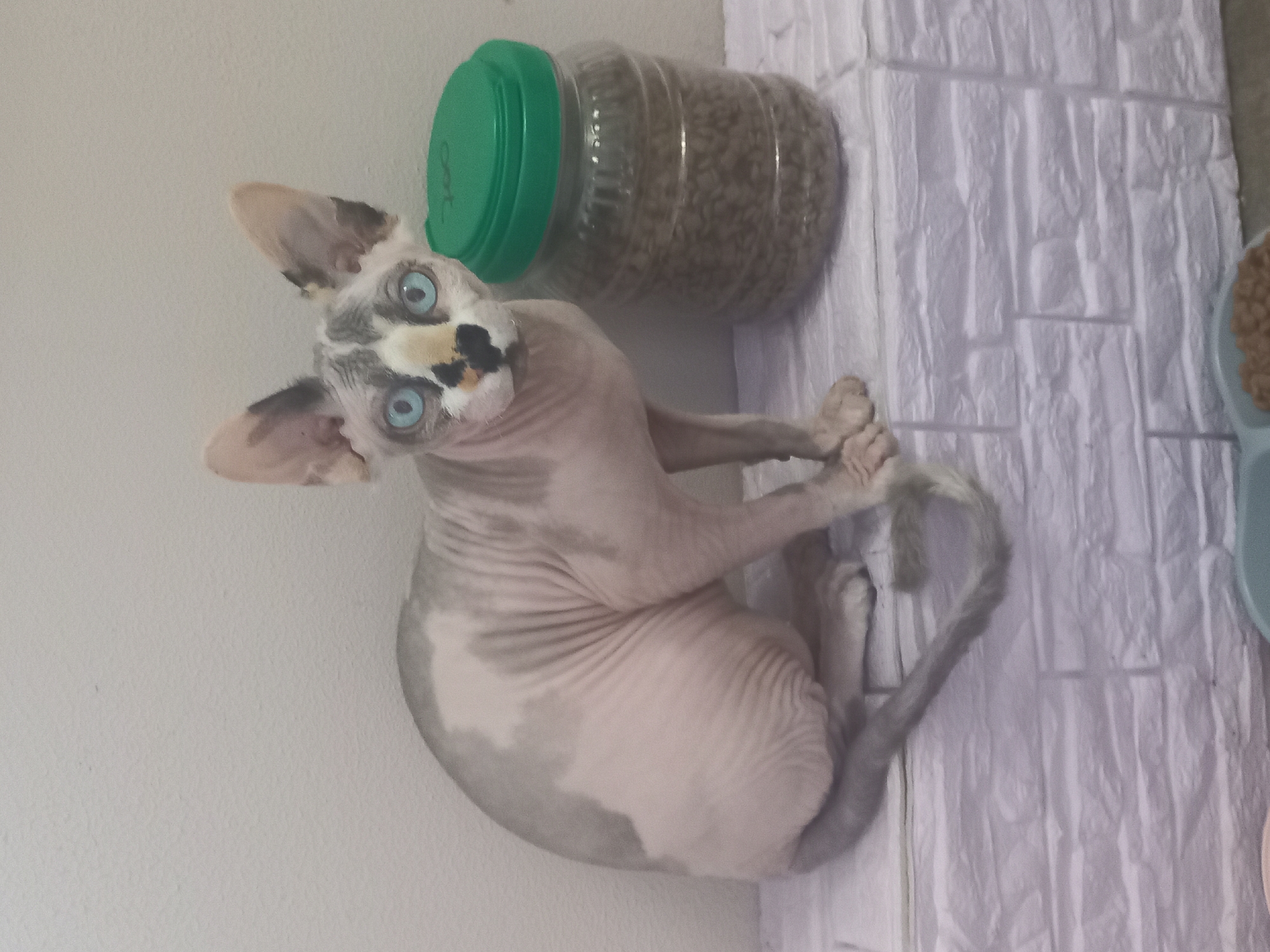 A hairless cat with heterochromia (one blue eye and one with brown coloration) is perched on a white surface, with a container of cat food beside it. The cat is oriented towards the camera with its head tilted. The white surface appears to have a textured brick-like pattern. The background is a plain white wall. The cat has a gray tail.
