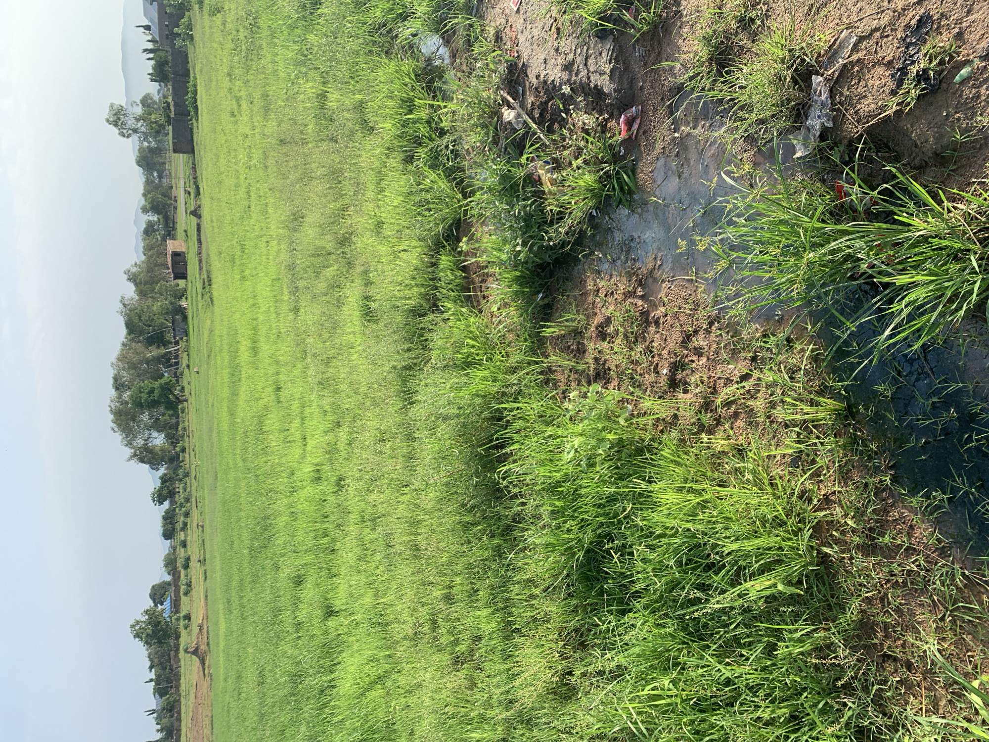 The image depicts a vast, lush green field of grass in Jalingo, Nigeria. The field appears to be either a cultivated crop or a natural meadow. In the middle ground, several small, rustic structures made of brick and wood are scattered across the landscape. Some of these structures resemble simple huts or storage sheds, while others appear to be more substantial buildings. Trees are visible in the background, interspersed with more distant structures, suggesting a rural or semi-rural environment on the outskirts of the city. The sky above is a pale blue with hints of white clouds, indicating fair weather. The ground in the foreground is a mix of grass and exposed soil, with some areas of standing water or muddy patches. There are a few pieces of litter, including plastic bags and wrappers, visible near the waterlogged areas, indicating human presence and the potential for waste accumulation in the environment. No people are visible in the image.